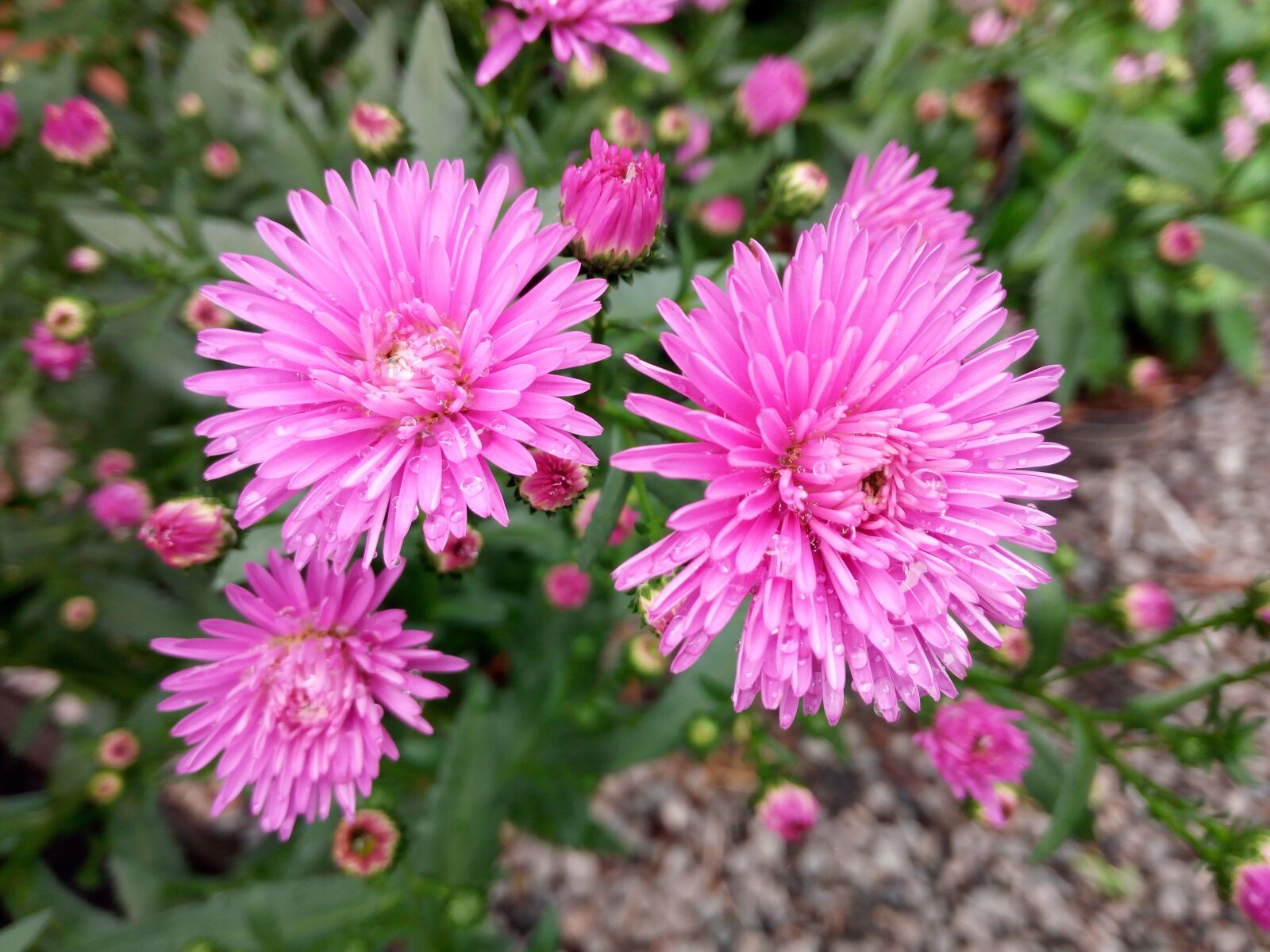 HUAWEI GR3 sample photo. Flowers, pink photography