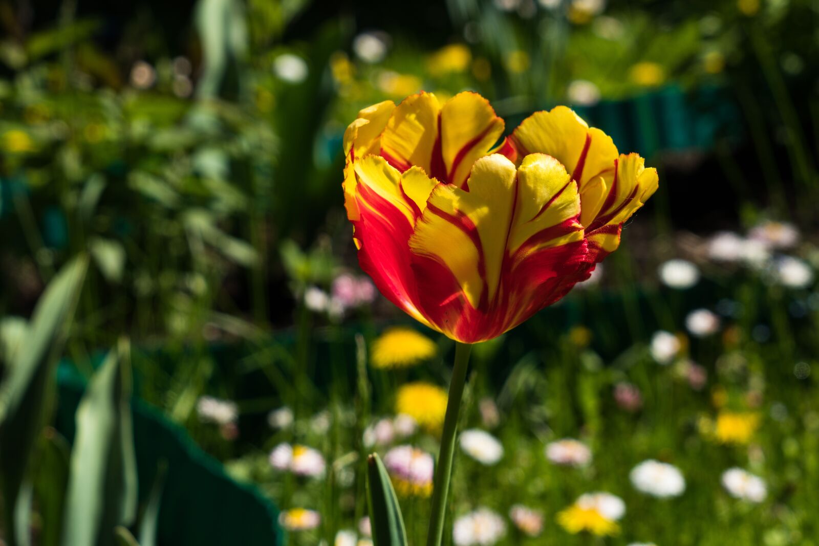 Sony a6300 + Sony Vario Tessar T* FE 24-70mm F4 ZA OSS sample photo. Tulip, flower, petals photography