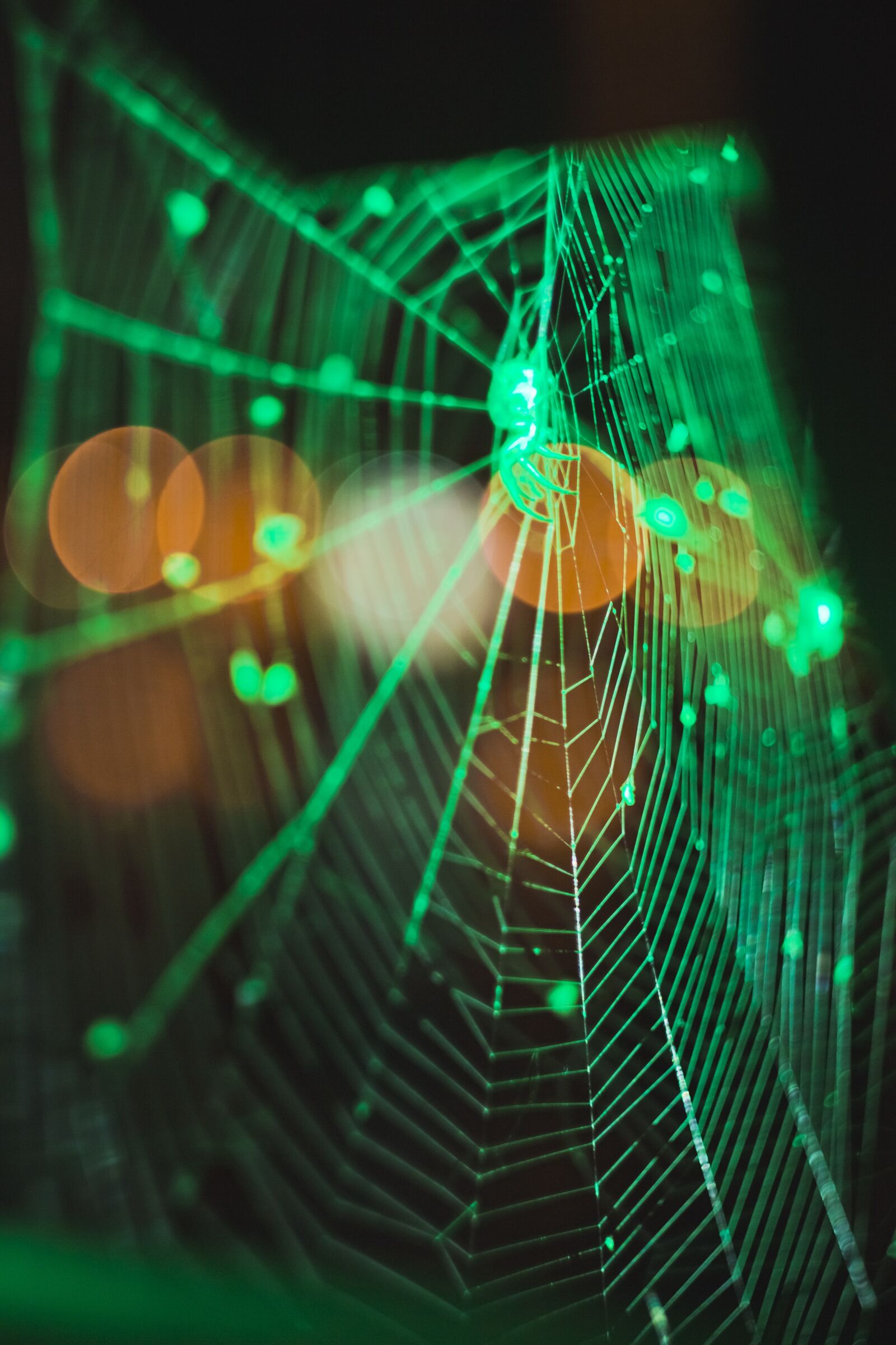 Canon EOS 600D (Rebel EOS T3i / EOS Kiss X5) sample photo. Spider, web, creepy photography