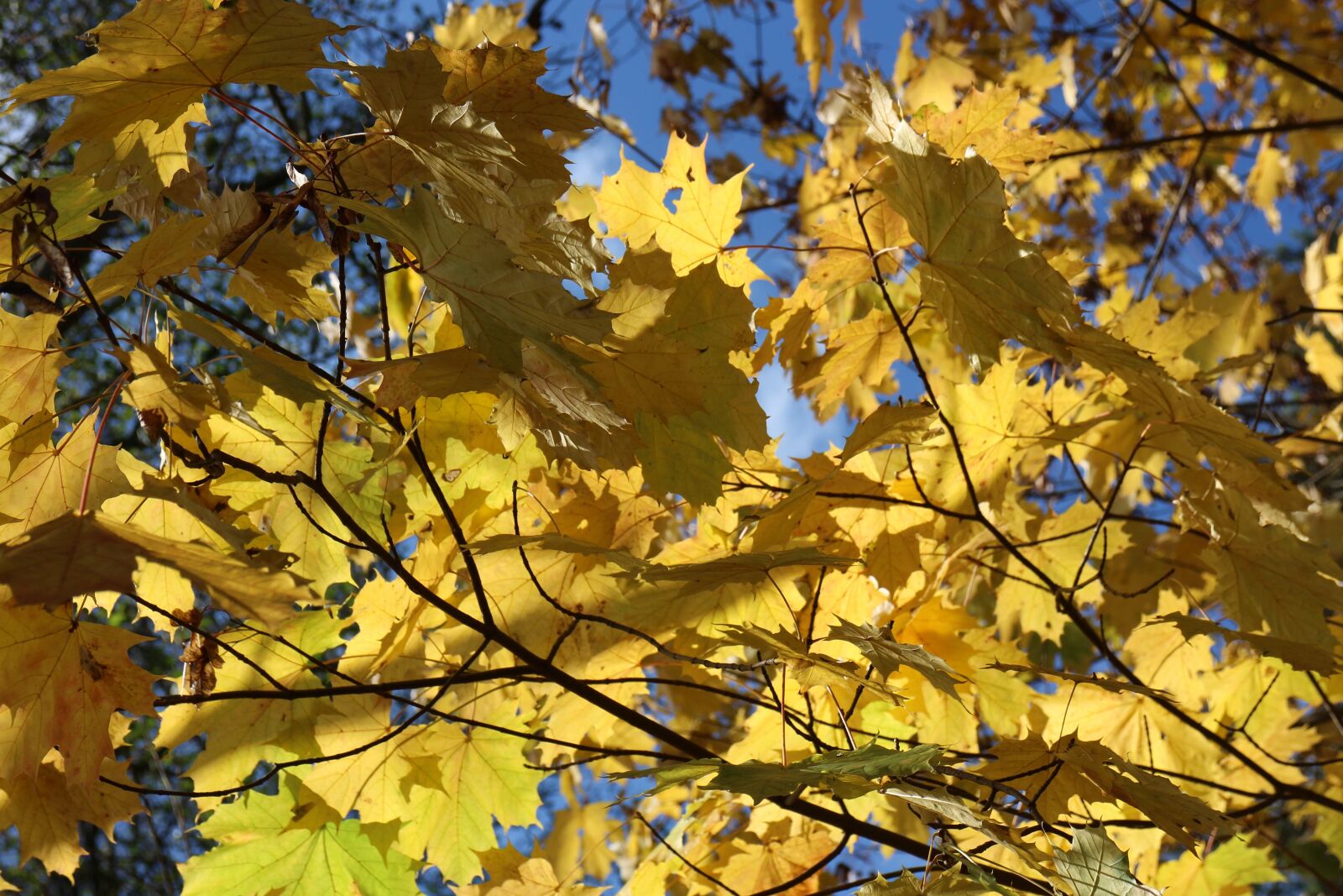 Canon EOS M sample photo. Leaf, autumn, yellow leaves photography