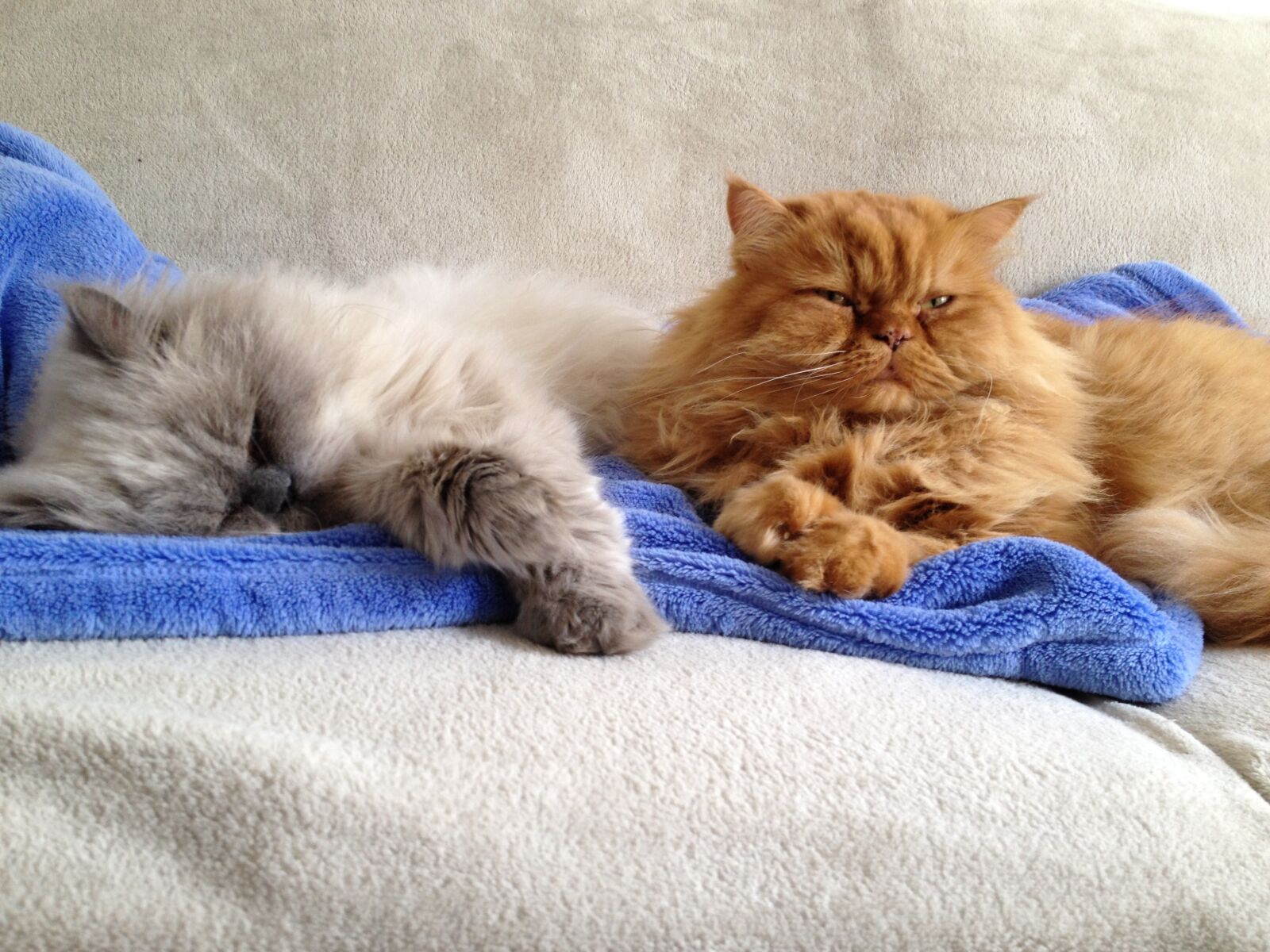 iPhone 4S back camera 4.28mm f/2.4 sample photo. Cat, persians, buddy photography