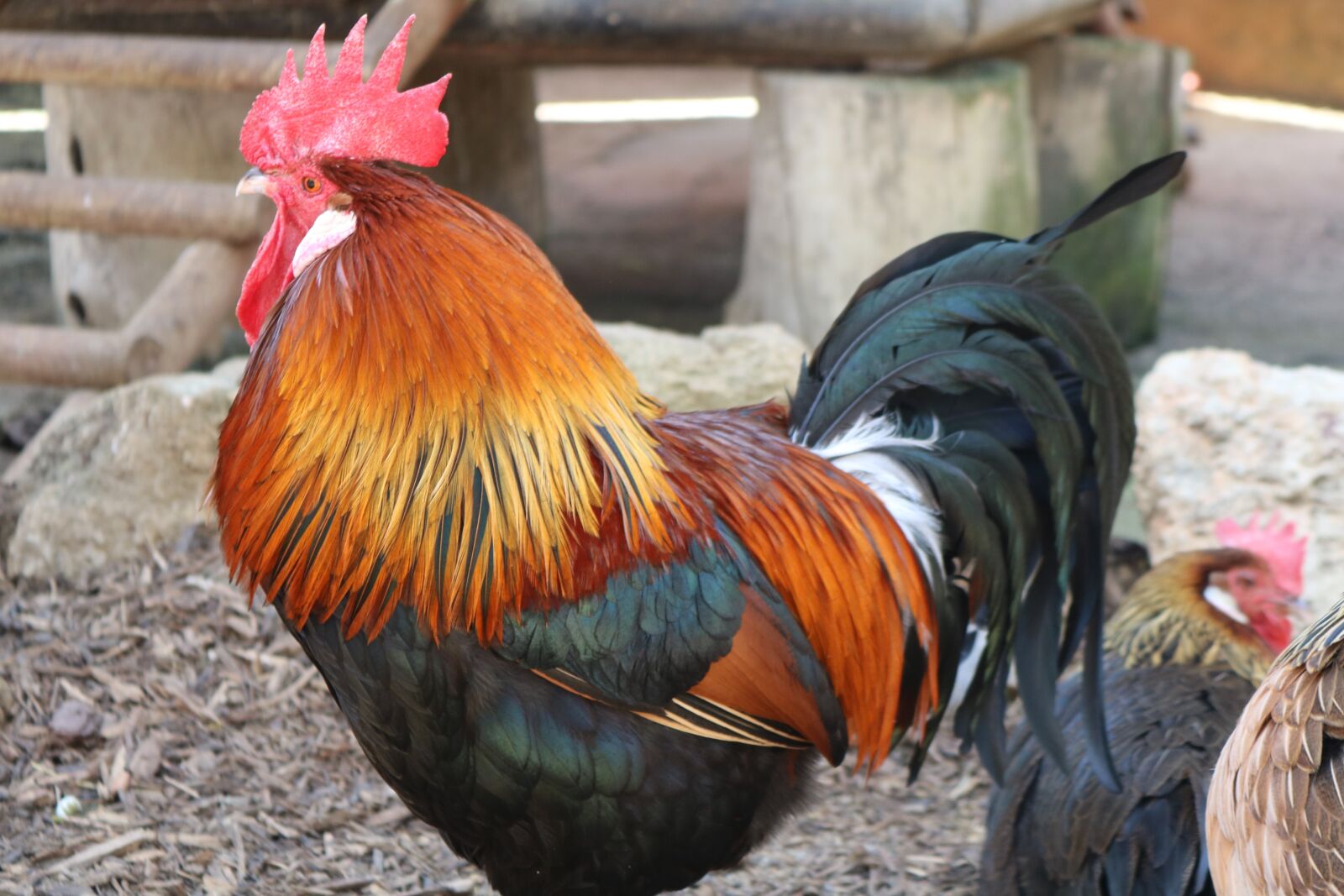 Canon EOS 750D (EOS Rebel T6i / EOS Kiss X8i) sample photo. Gallo, animal, animals photography