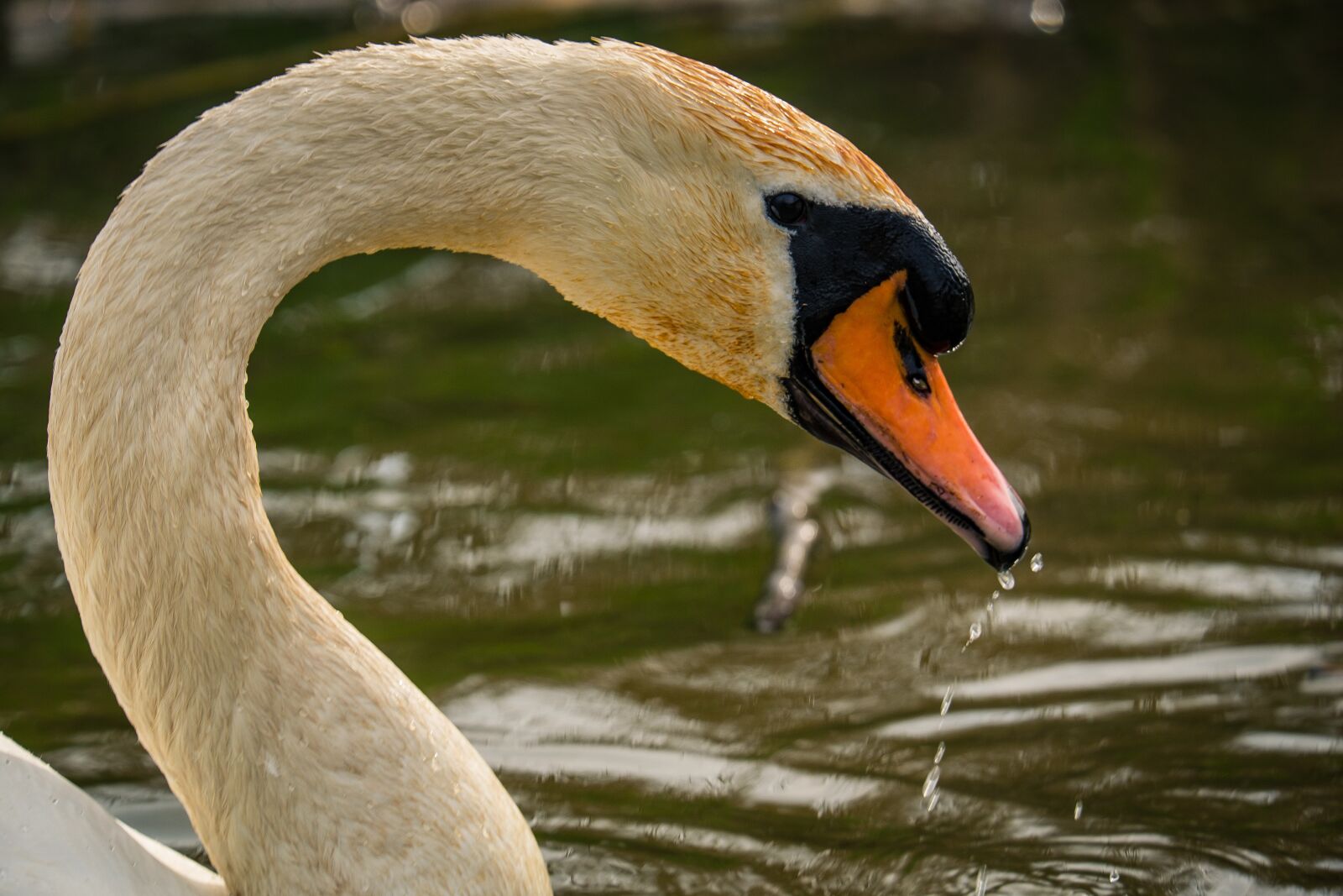 Fujifilm X-T10 sample photo. Swan, neck, beak photography