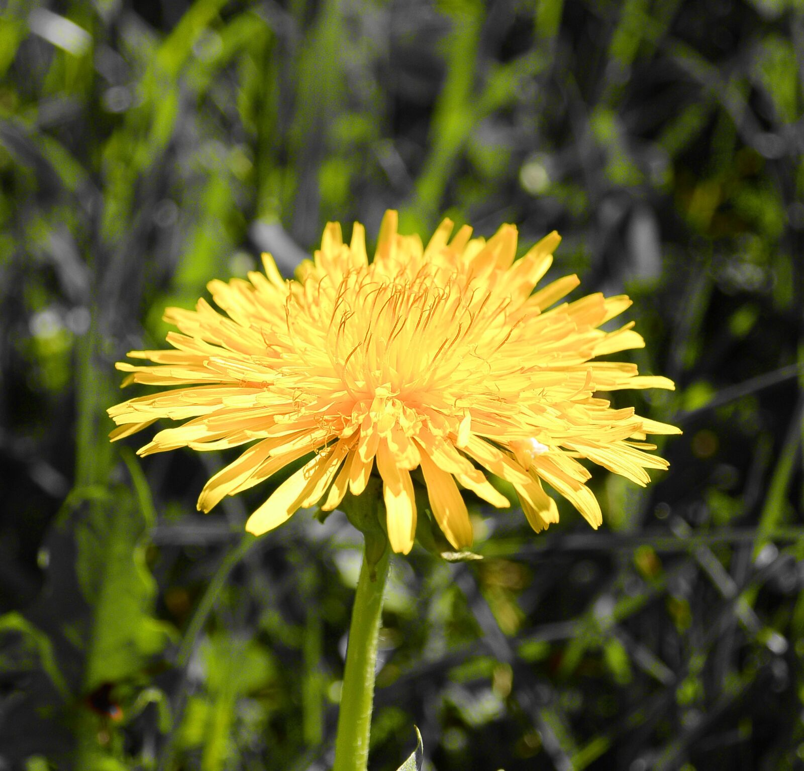 Nikon 1 Nikkor 11-27.5mm F3.5-5.6 sample photo. Dandelion, tussilago farfara, yellow photography