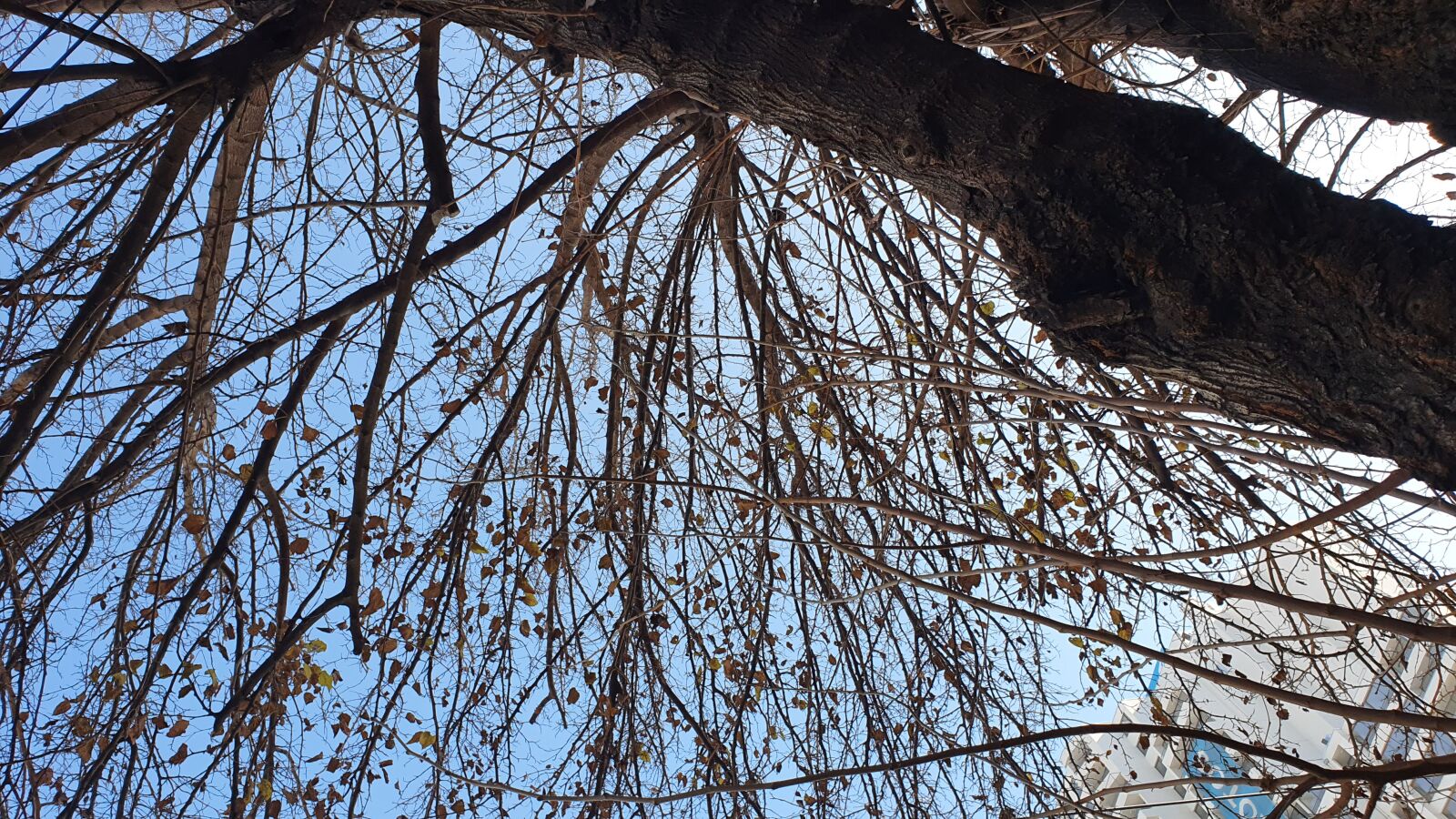 Samsung Galaxy S10+ sample photo. Fall, winter, tree photography