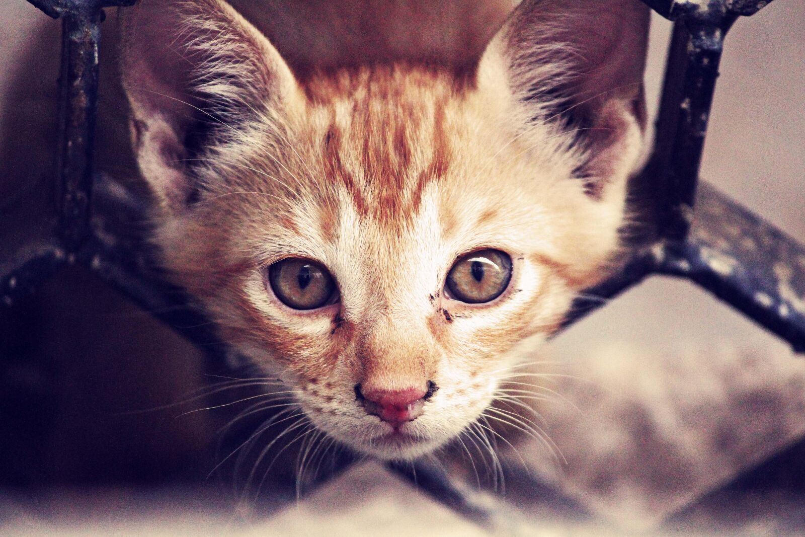 Canon EOS 700D (EOS Rebel T5i / EOS Kiss X7i) sample photo. Animal, cat, close-up photography