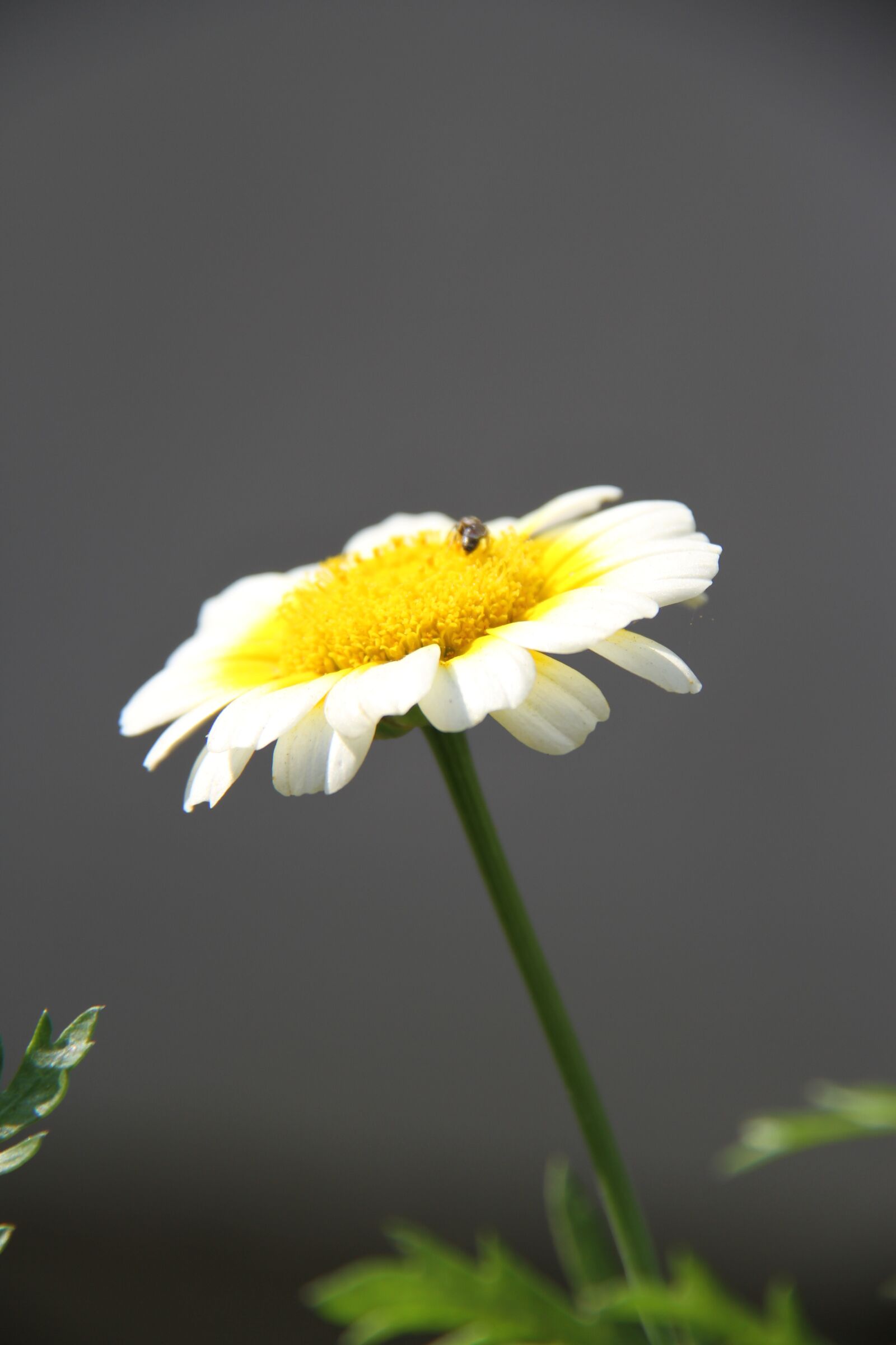 Canon EOS 7D sample photo. Flower, calendula, marigold photography