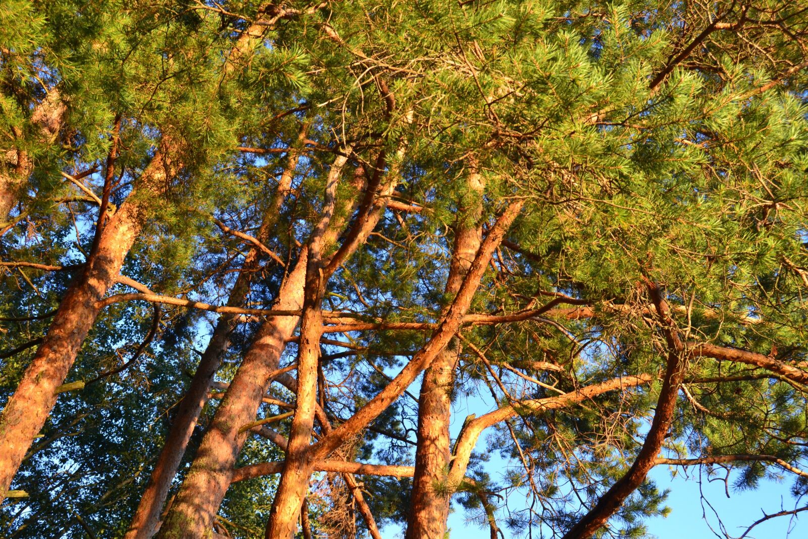 Nikon D3100 sample photo. Pine, nature, trees photography