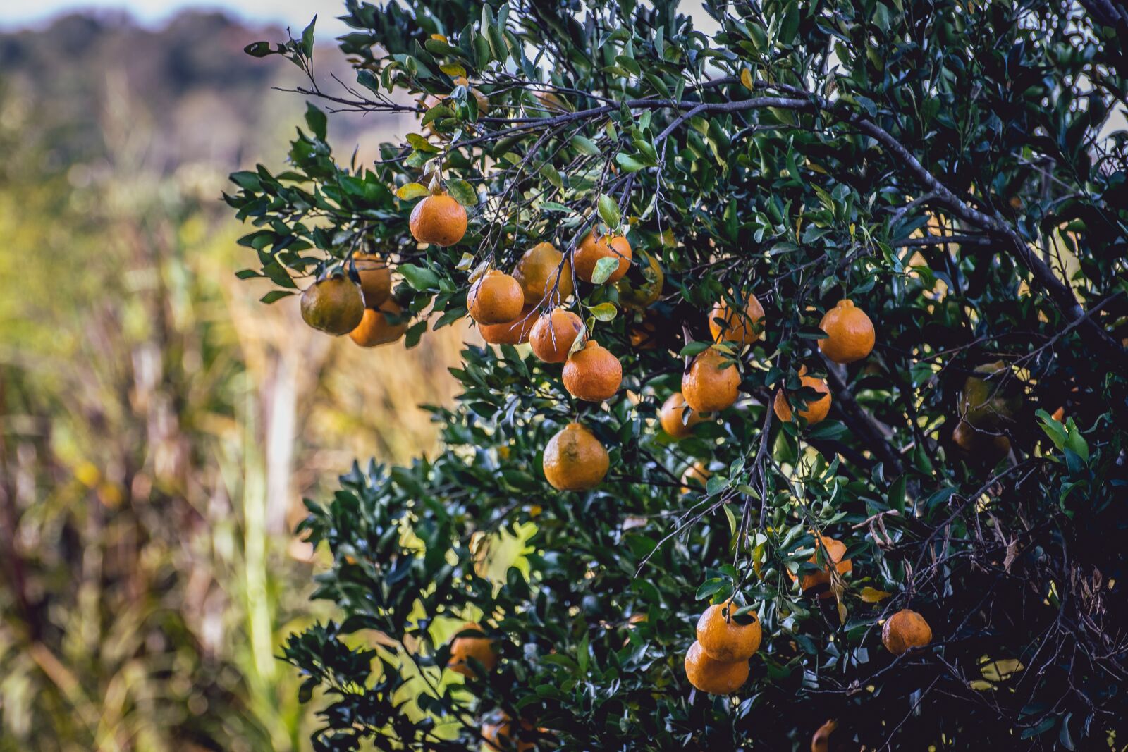 Nikon D3300 sample photo. Mixirica, tangerine, cerrado photography