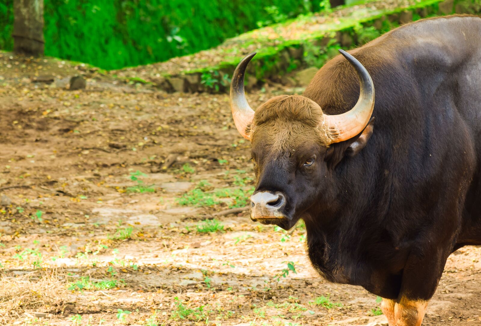 Nikon D5300 sample photo. Bison, indian bison, wild photography