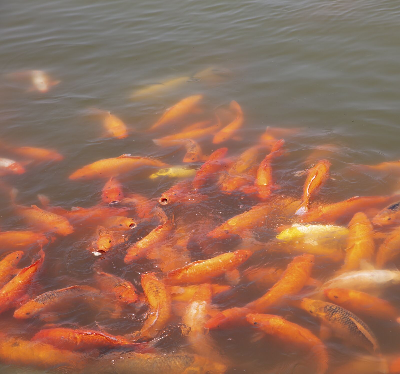 Canon EOS 5DS R sample photo. Fish, lake, park photography