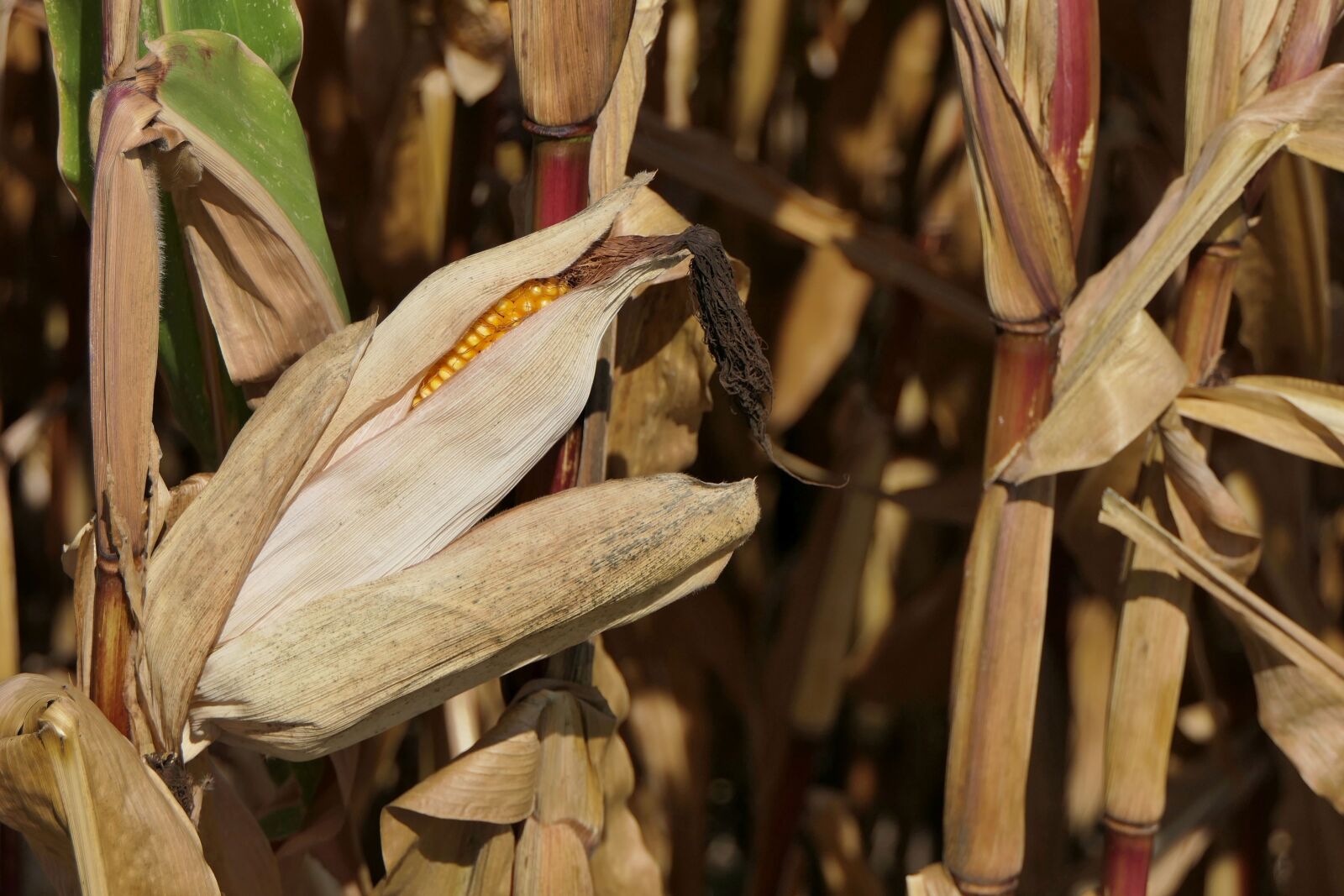 Panasonic Lumix DMC-FZ2500 (Lumix DMC-FZ2000) sample photo. Corn on the cob photography