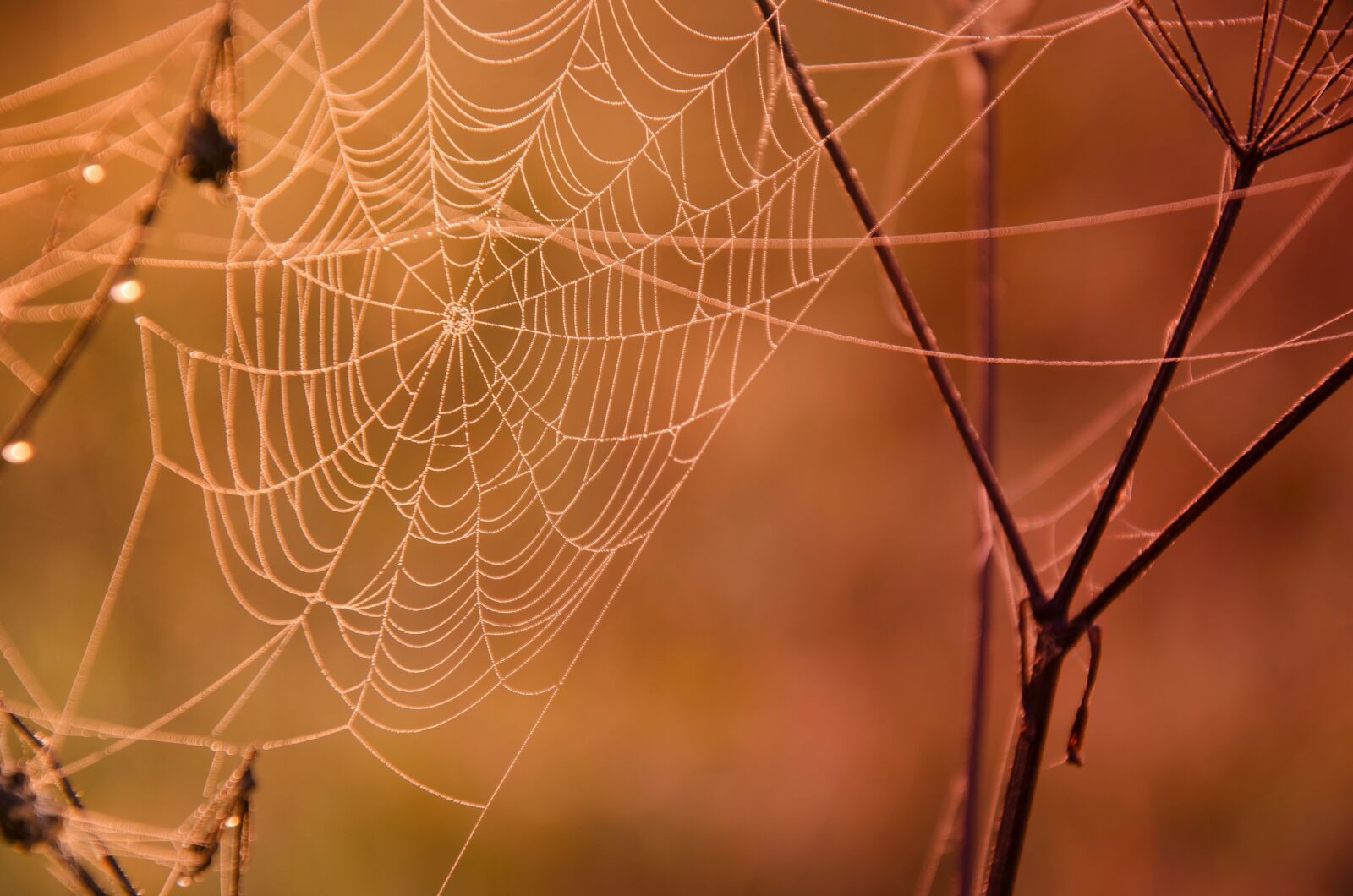 Nikon D5100 sample photo. Web, dew, macro photography
