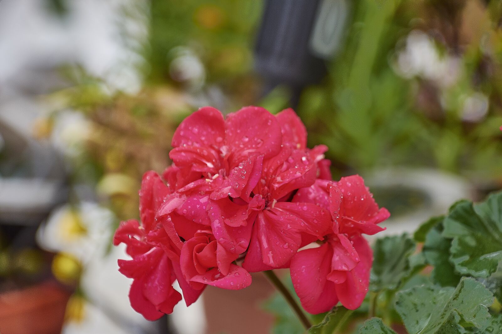 Nikon D7200 sample photo. Flower, nature, plant photography