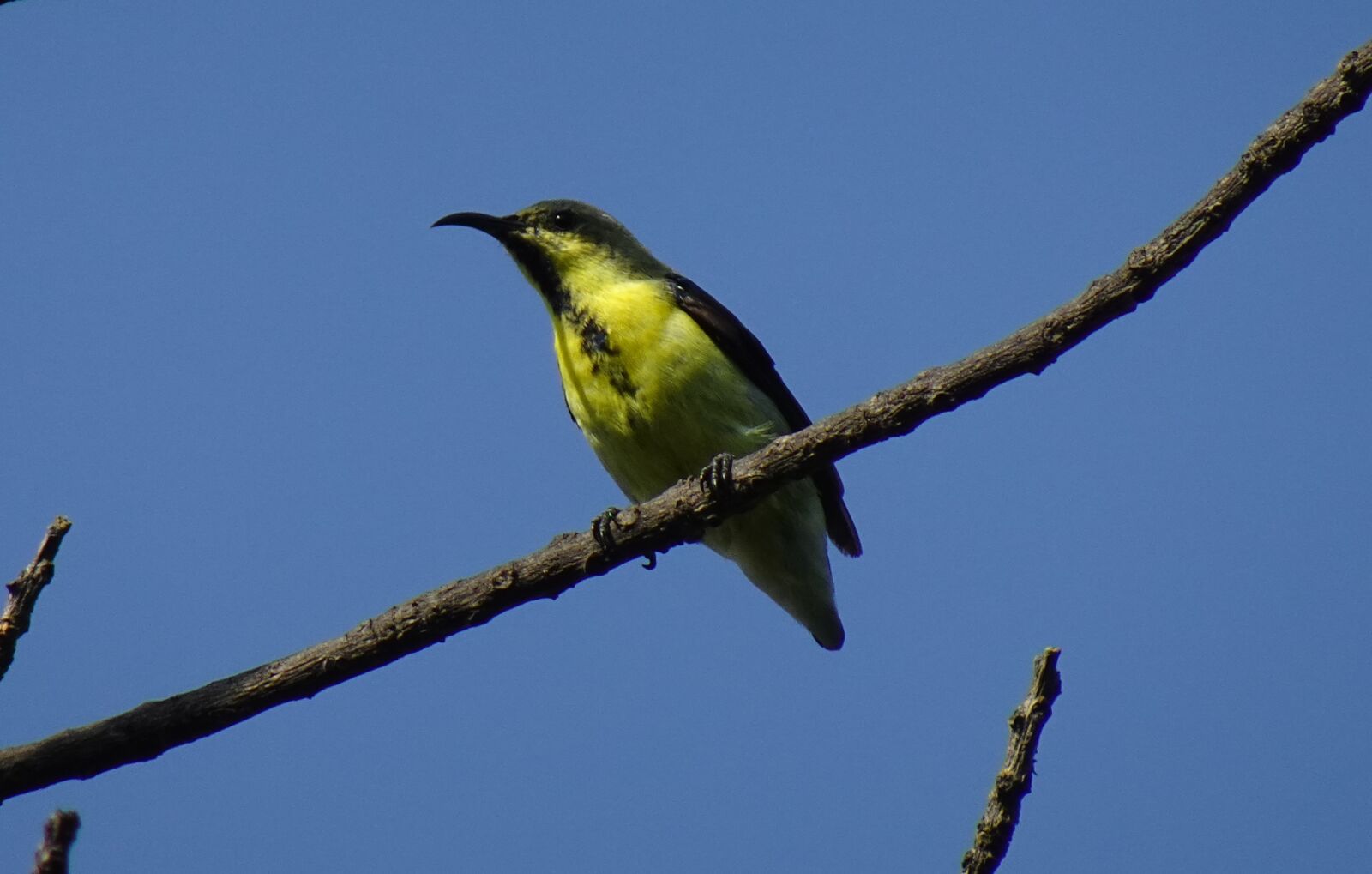 Sony DSC-WX800 sample photo. Bird, purple sunbird, cinnyris photography