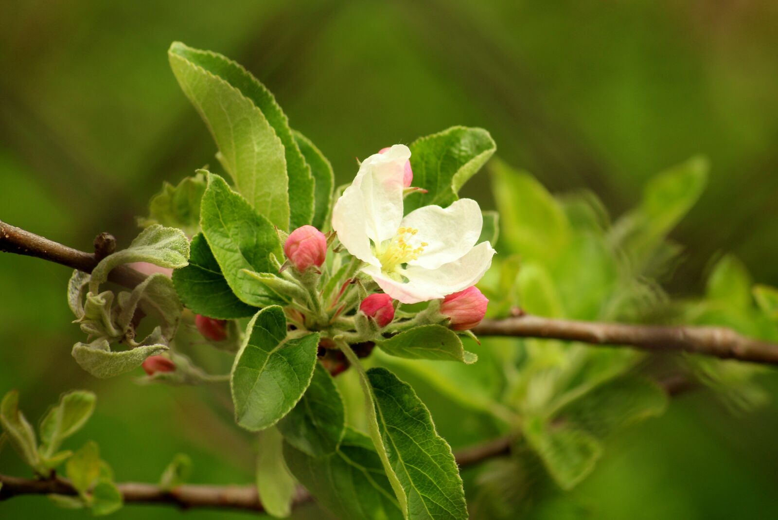 Canon EOS 1200D (EOS Rebel T5 / EOS Kiss X70 / EOS Hi) sample photo. Apple flower, spring, apple photography