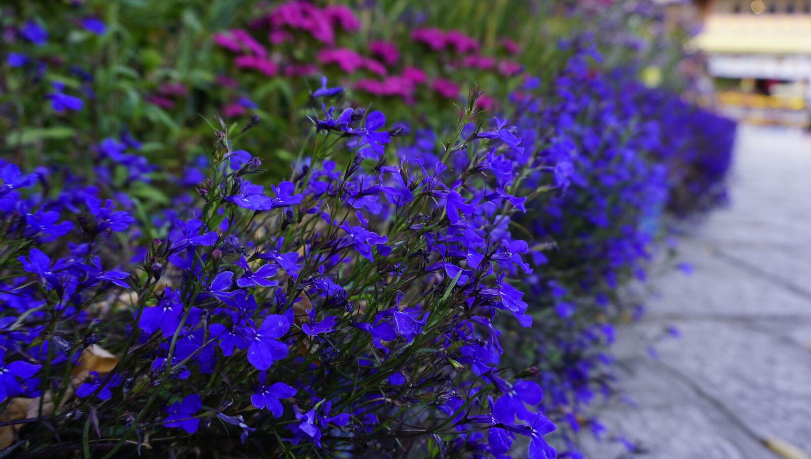 Sony E 16-50mm F3.5-5.6 PZ OSS sample photo. Tibet, lhasa, norbulingka photography