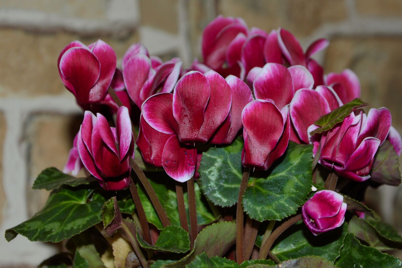 Nikon D3200 sample photo. Cyclame, cyclamen, ornamental plant photography