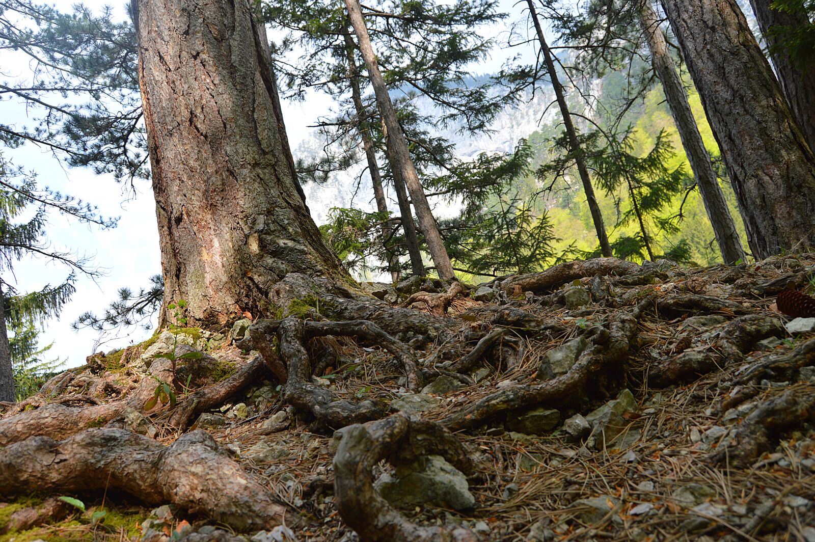 Nikon D3200 sample photo. Snow mountain, rax, lower photography