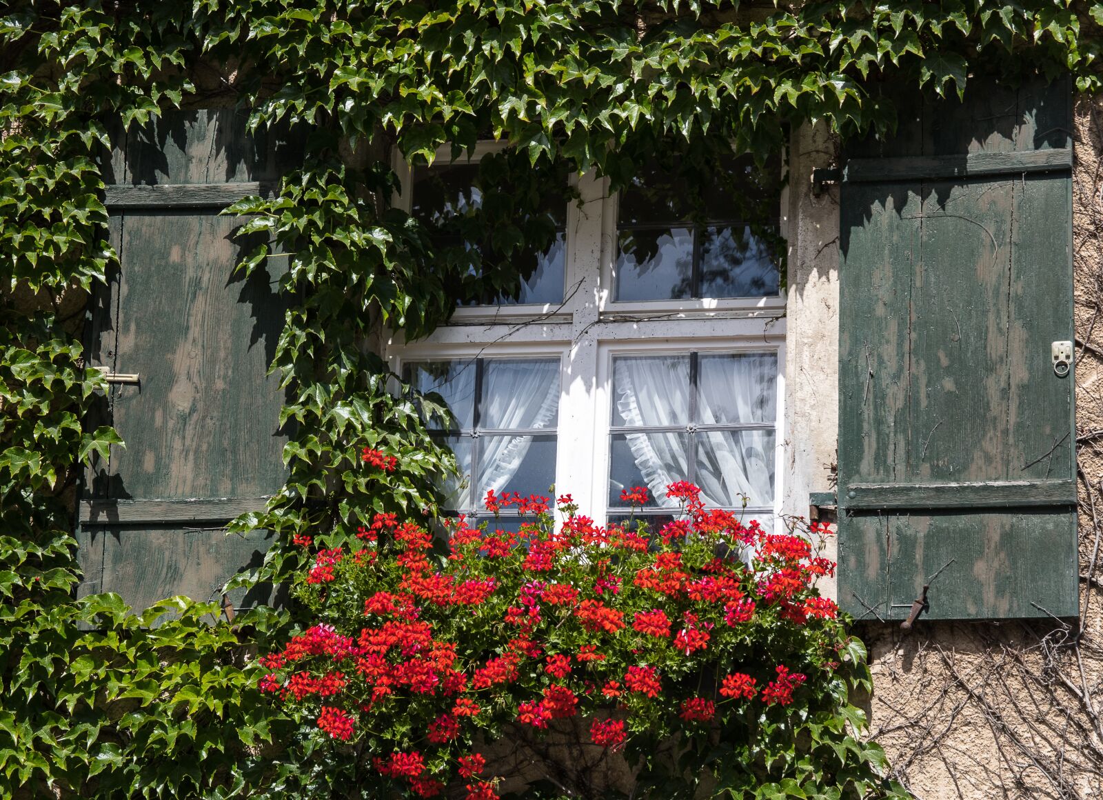 Canon EOS 80D sample photo. Window, hauswand, ivy photography