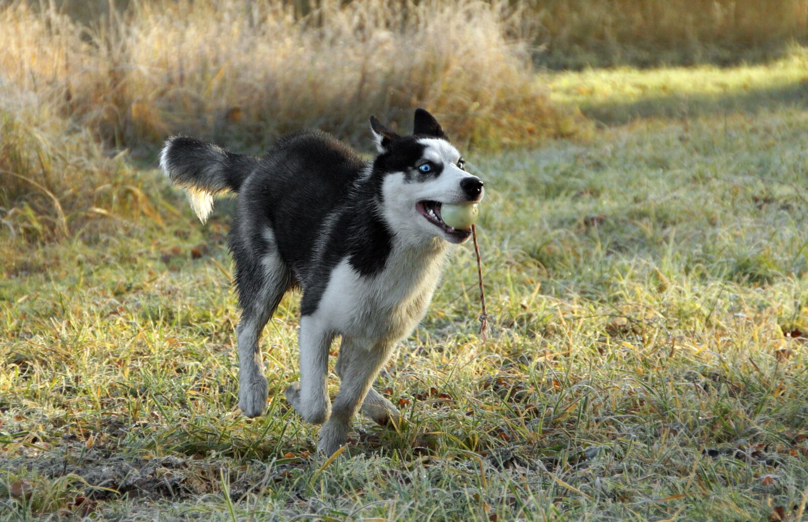 Sony SLT-A58 sample photo. Dog, husky, play photography