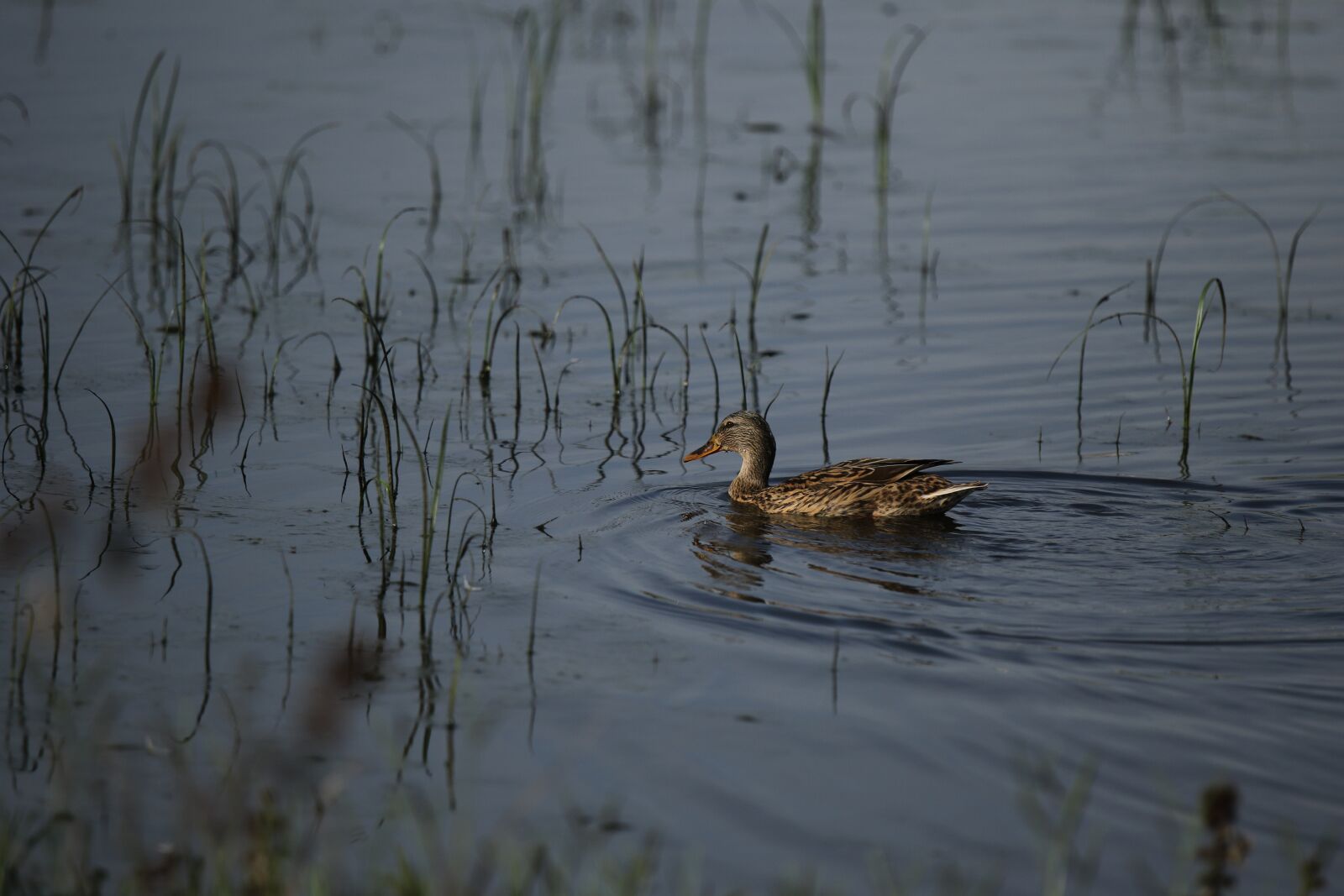 Canon EOS 7D Mark II sample photo. Duck, mallard, bird photography