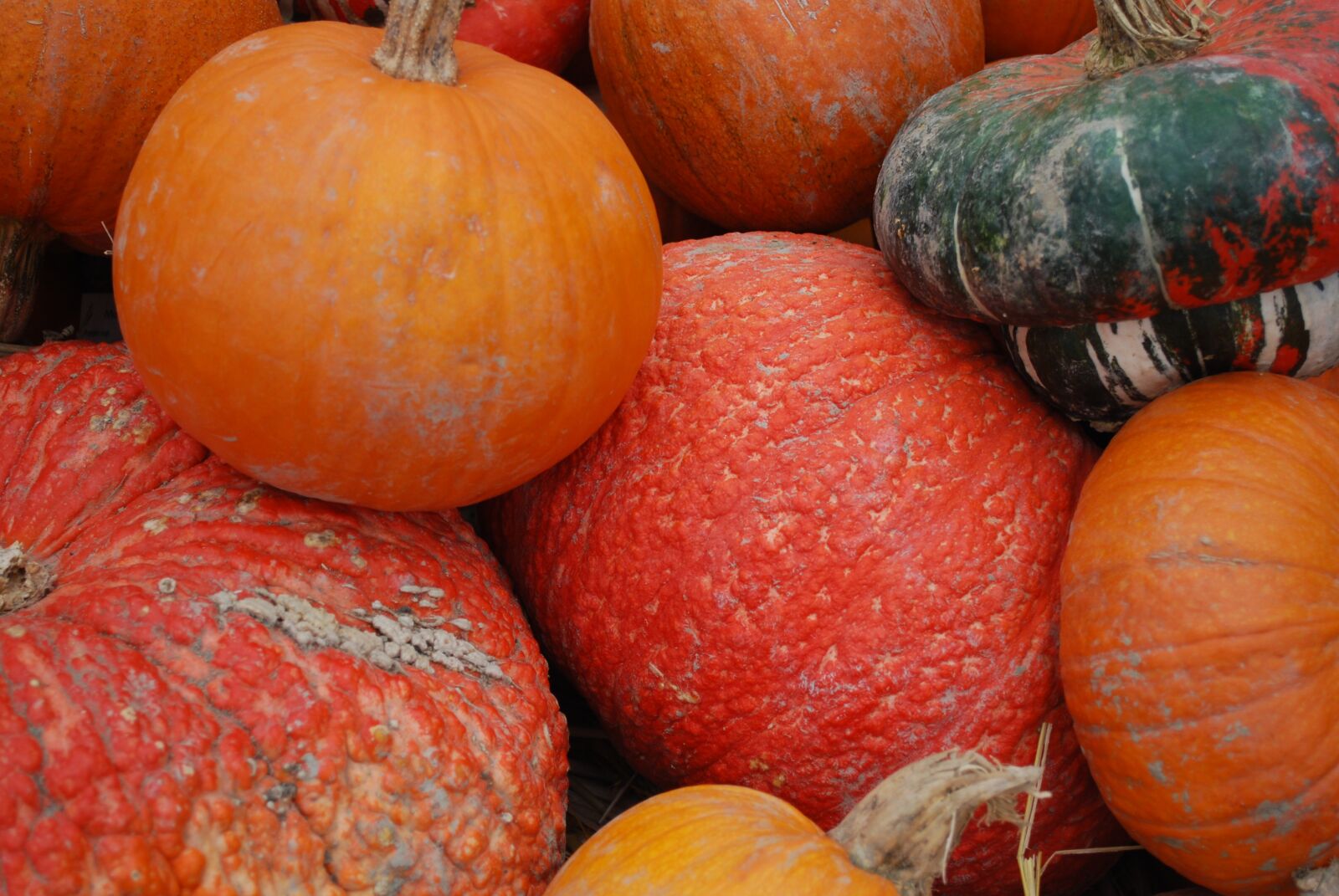 Nikon D60 sample photo. Pumpkins, orange, fall photography