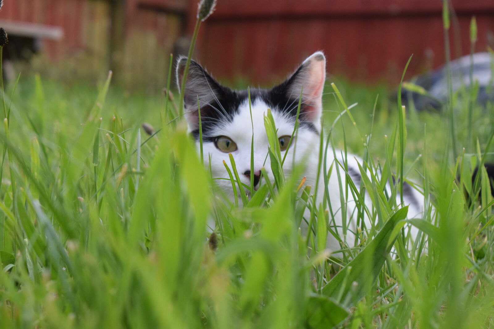Nikon D3300 sample photo. Cat, cute, grass photography