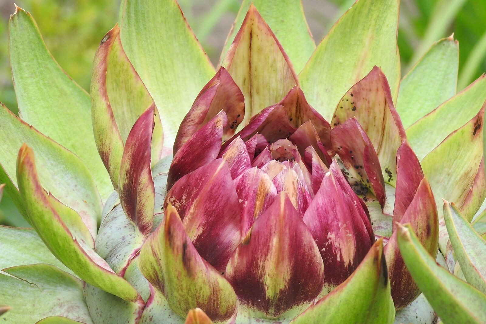 Nikon Coolpix P900 sample photo. Artichoke, plant, nature photography