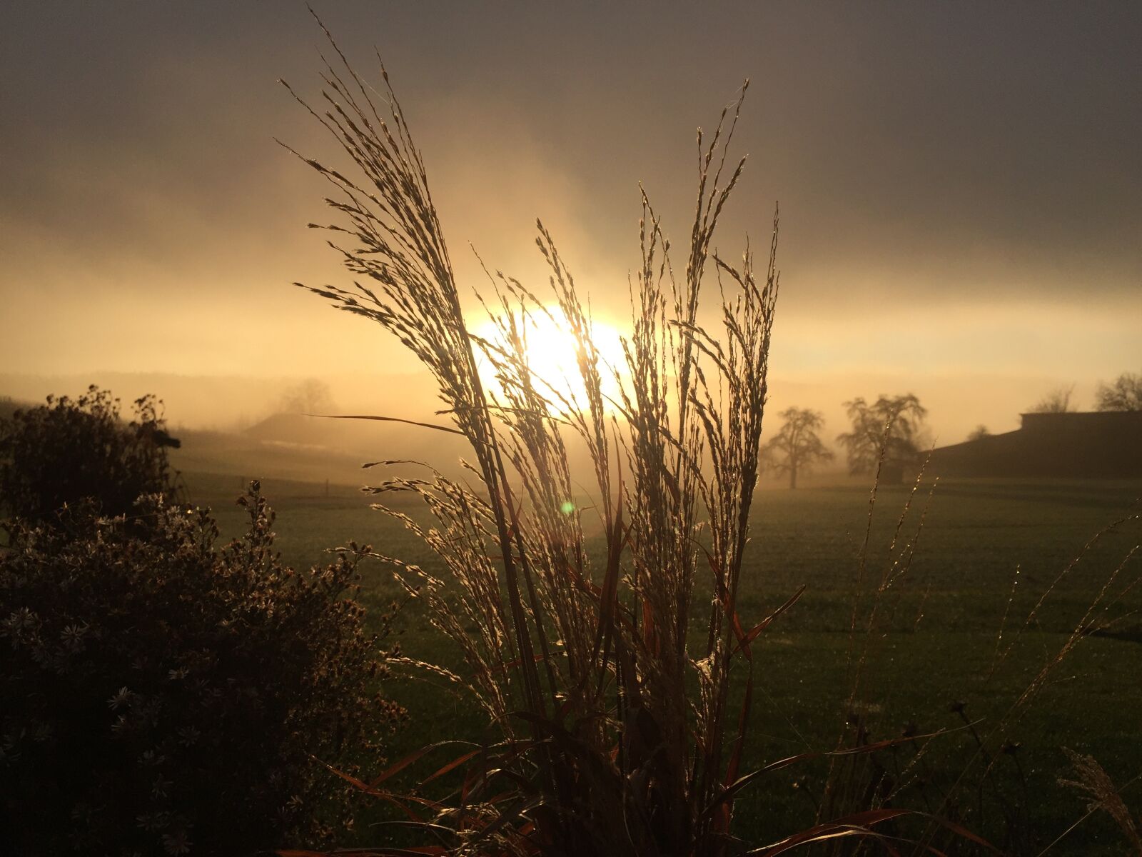 Apple iPhone 6 sample photo. Mood, grasses, nature photography