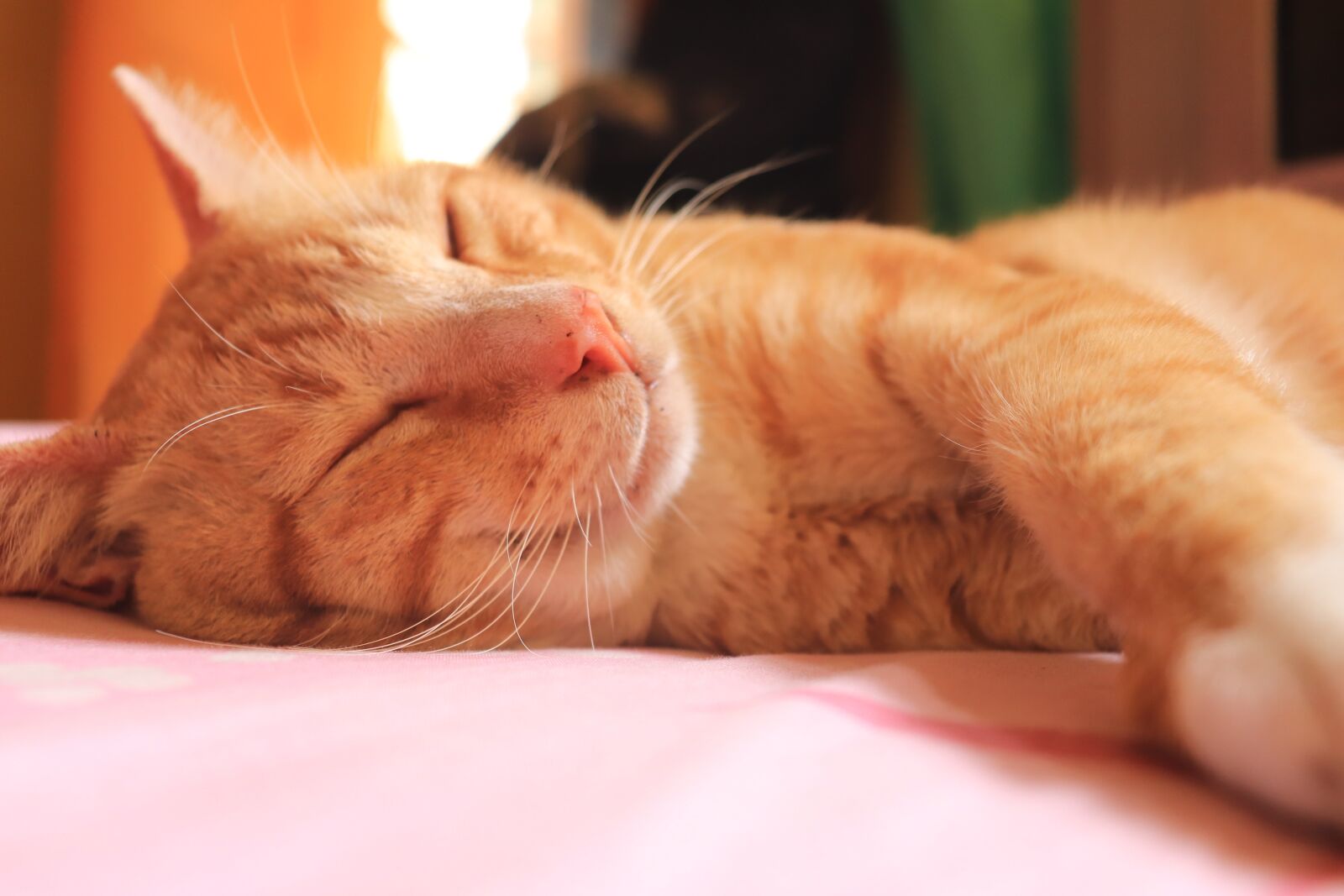 Canon EOS 800D (EOS Rebel T7i / EOS Kiss X9i) sample photo. Sleep, domestic, cute photography