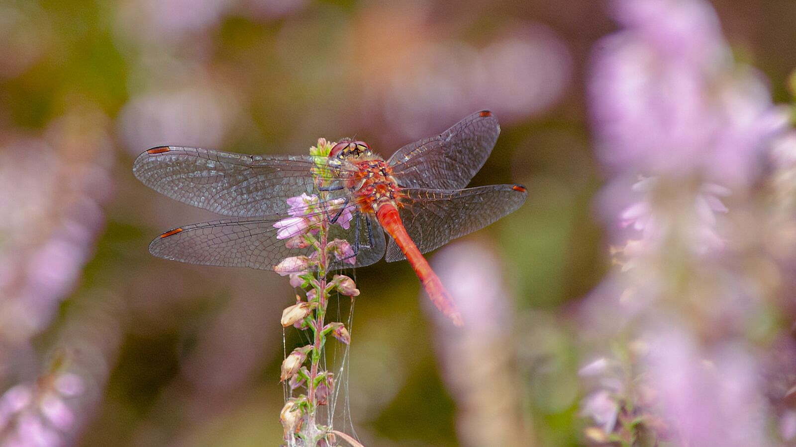 Nikon D7000 sample photo. Dragonfly, insect, nice photography