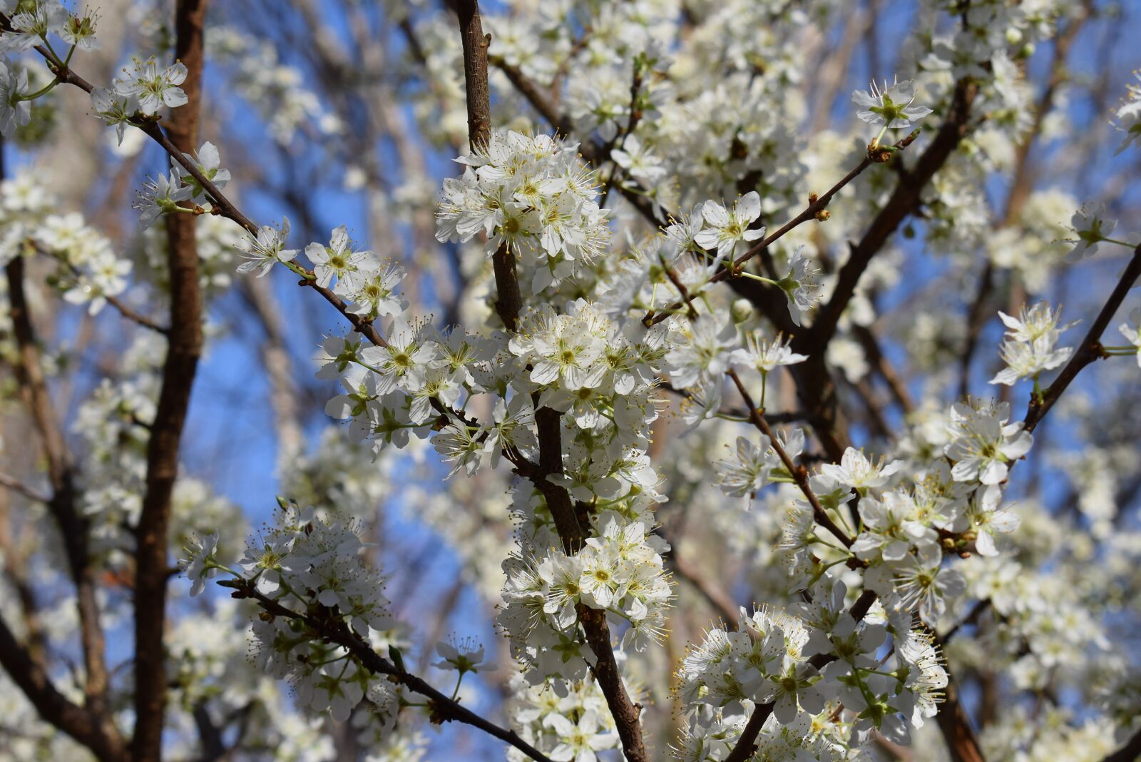 Nikon D3300 sample photo. Cherry blossoms, cherry tree photography