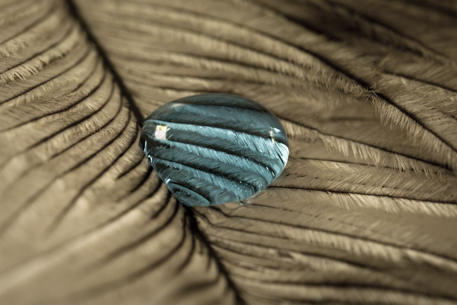 Canon EOS 70D sample photo. Ostrich feather, drip, feather photography