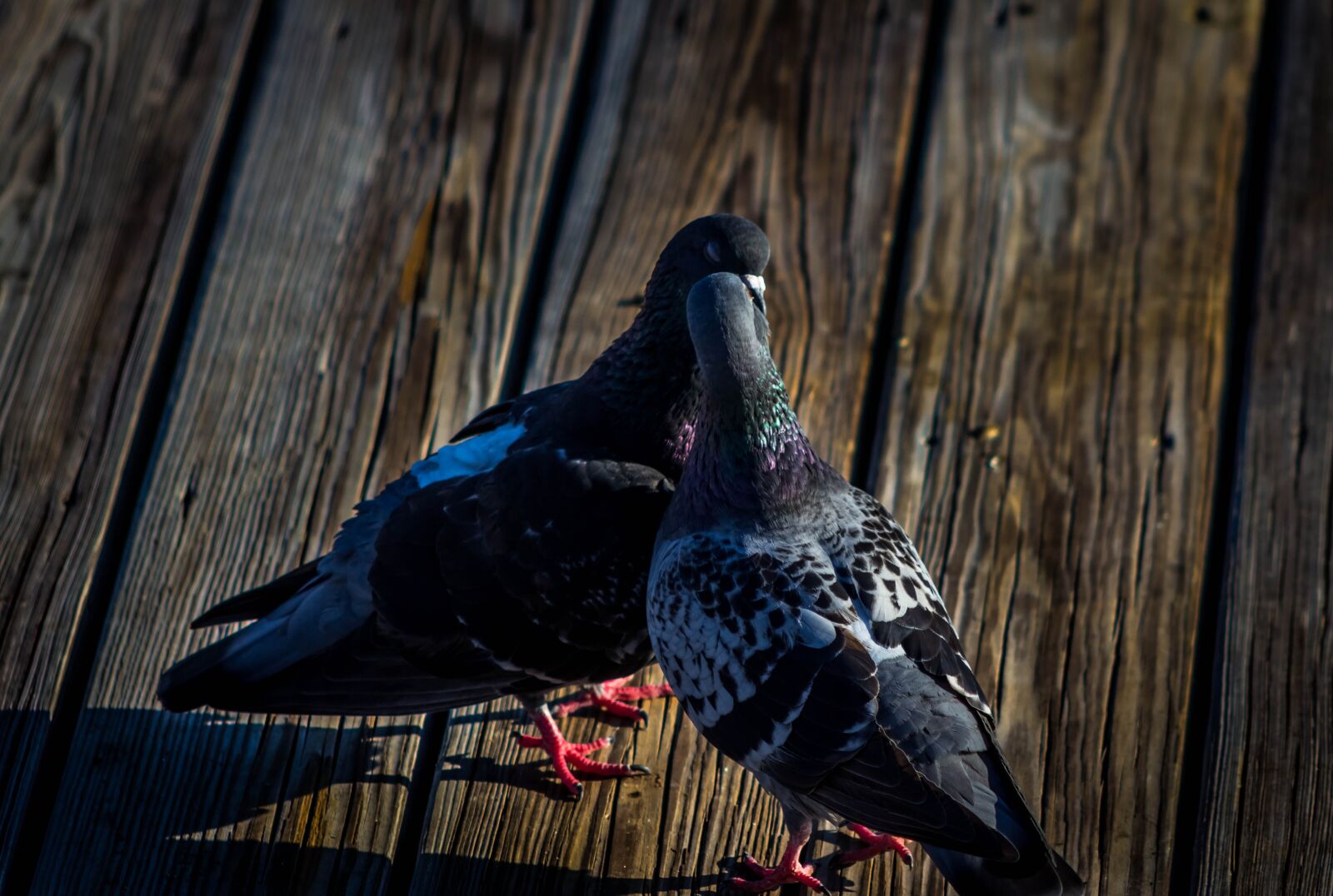 Canon EF75-300mm f/4-5.6 sample photo. Doves, birds, love photography
