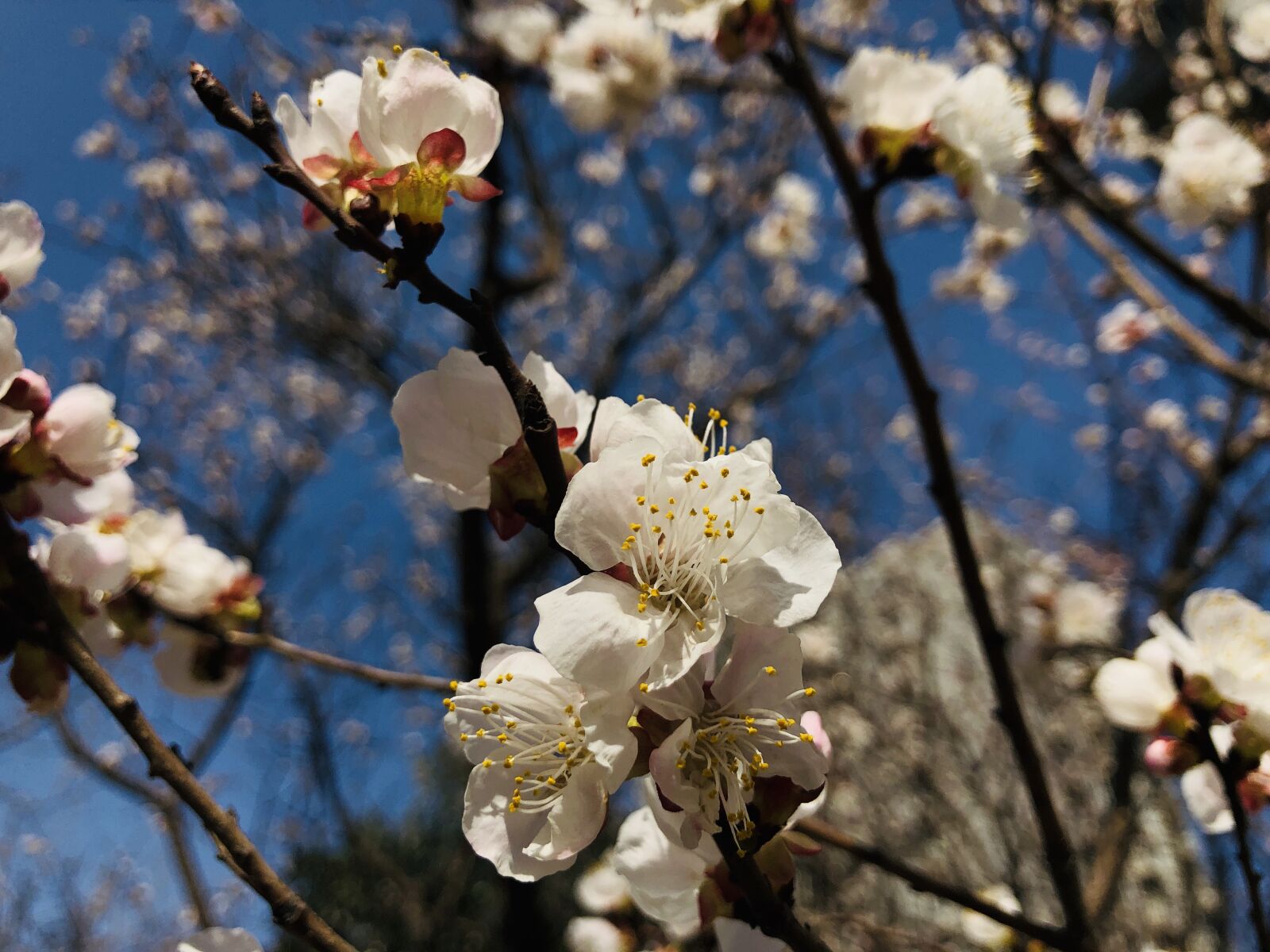 Apple iPhone X sample photo. Spring, peach blossom, blue photography