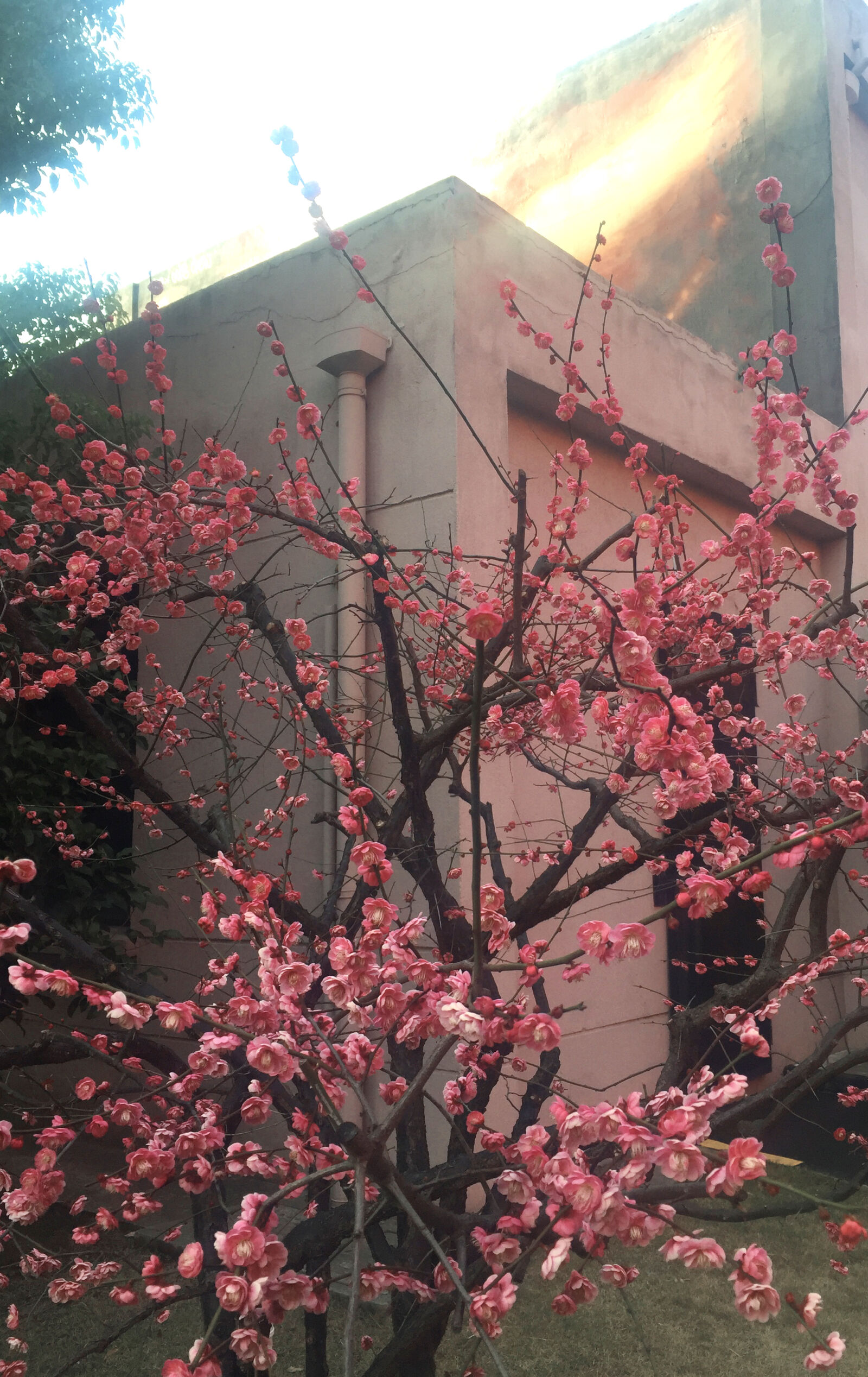 iPhone 6 Plus back camera 4.15mm f/2.2 sample photo. Flower, red photography