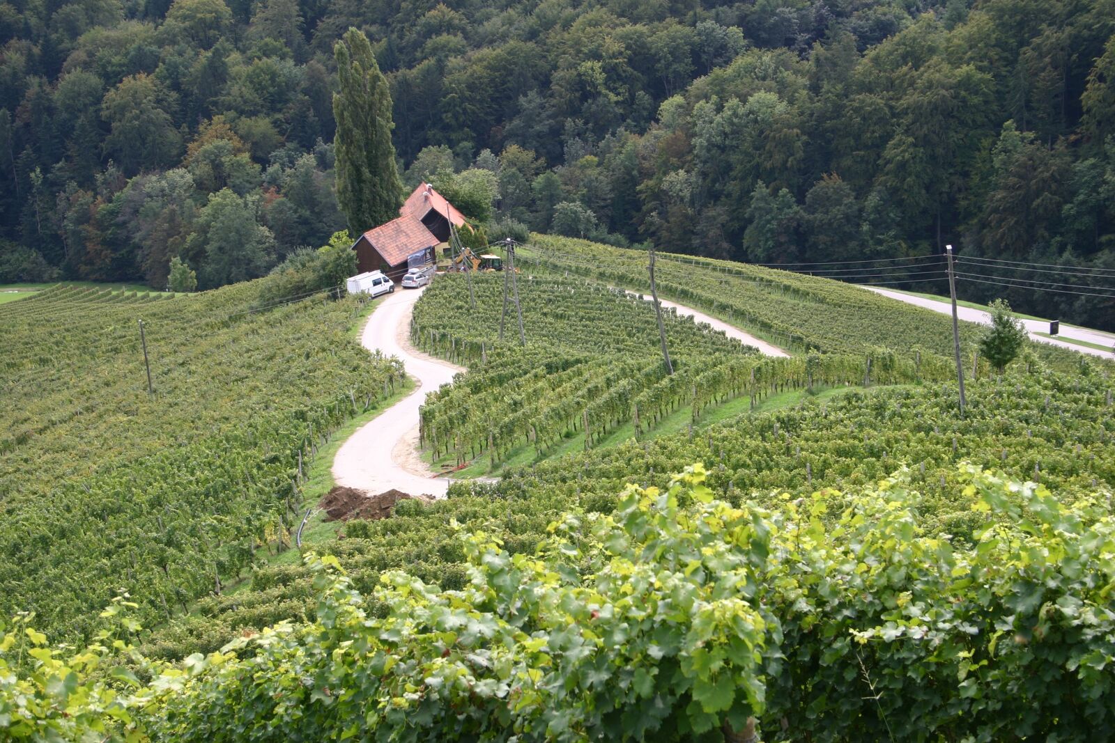 Canon EOS 300D (EOS Digital Rebel / EOS Kiss Digital) sample photo. Heart road, wine region photography