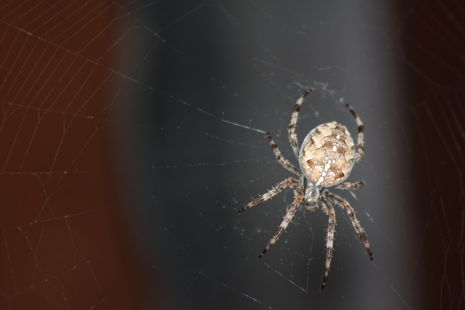 Canon EF 75-300mm f/4-5.6 sample photo. Animals, spider, spider web photography