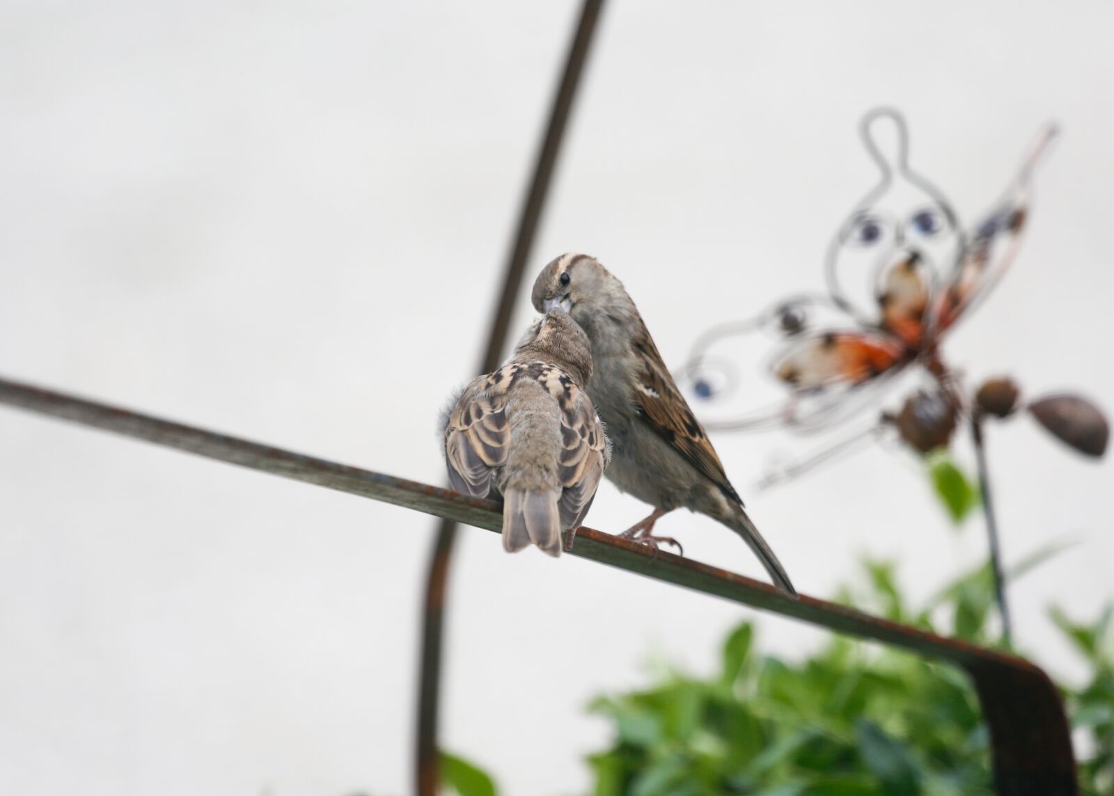 Canon EF 100-400mm F4.5-5.6L IS USM sample photo. Sparrow, sperling, bird photography