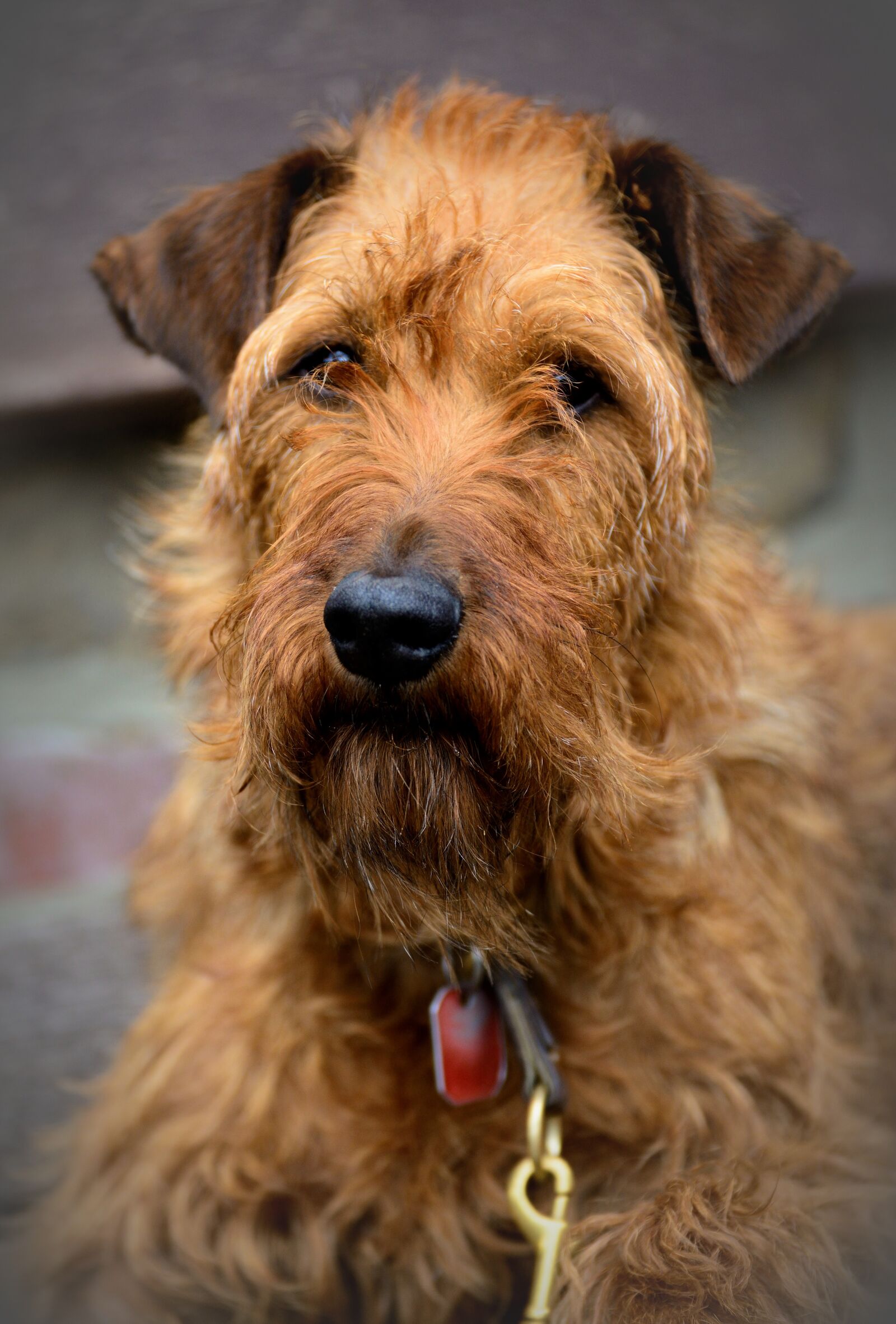 Nikon D610 sample photo. Irish terrier, terrier, dog photography