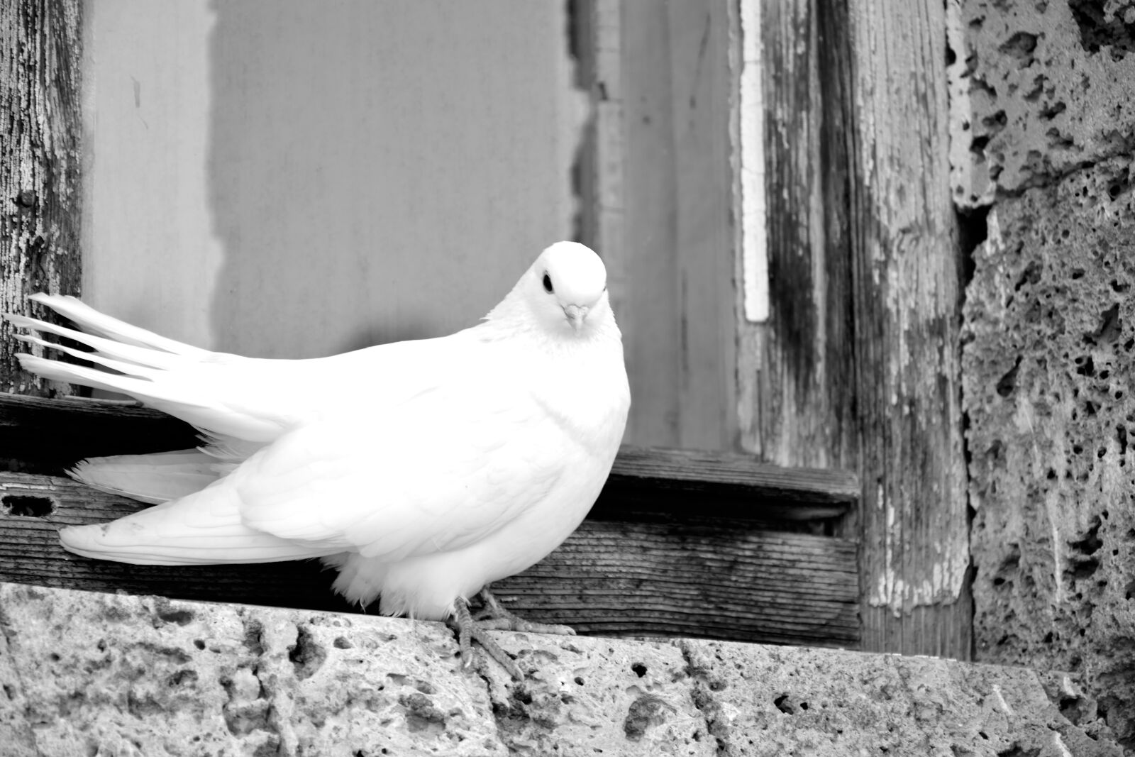 Nikon D3300 sample photo. White, pigeon, beautiful photography