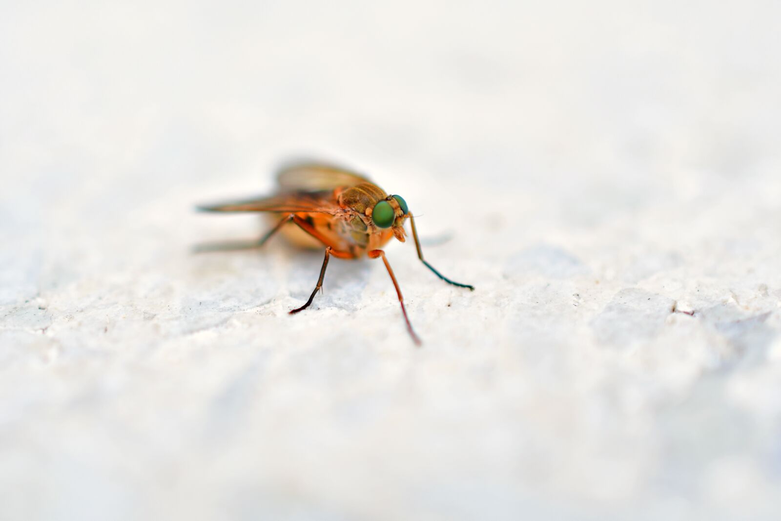 Nikon D7500 sample photo. Flies, insect eyes, small photography