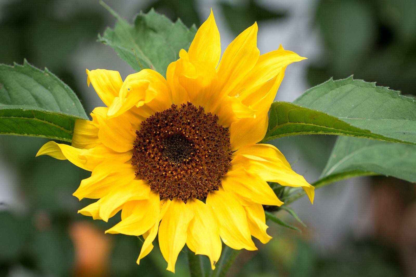 Nikon D7100 sample photo. Sunflower, yellow, yellow flower photography