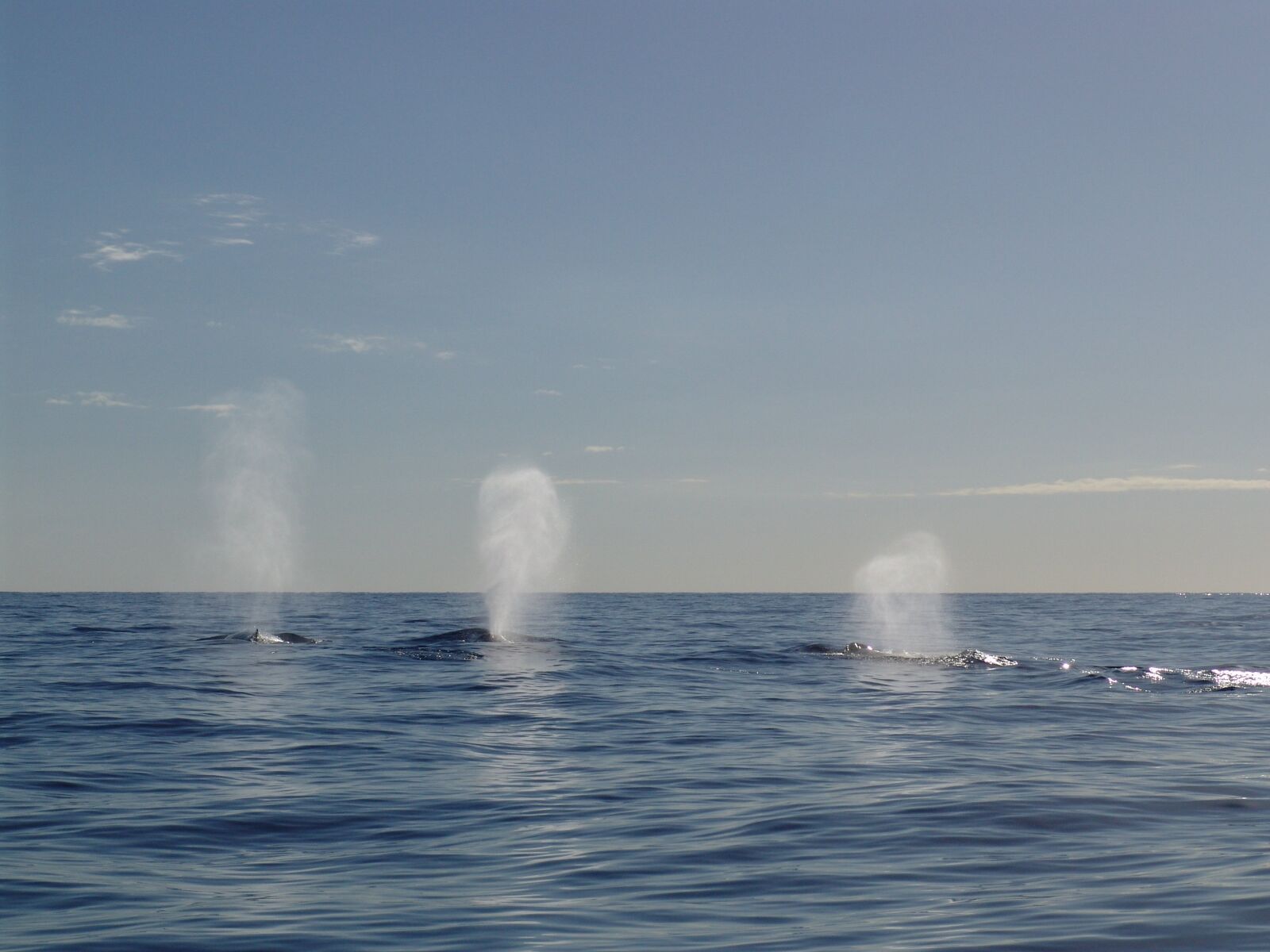 Sony DSC-F828 sample photo. Humpback whale, walatem, the photography