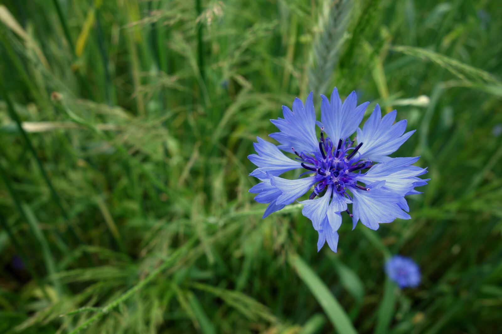 Sony Cyber-shot DSC-RX100 sample photo. Cornflowers, flower, blue photography