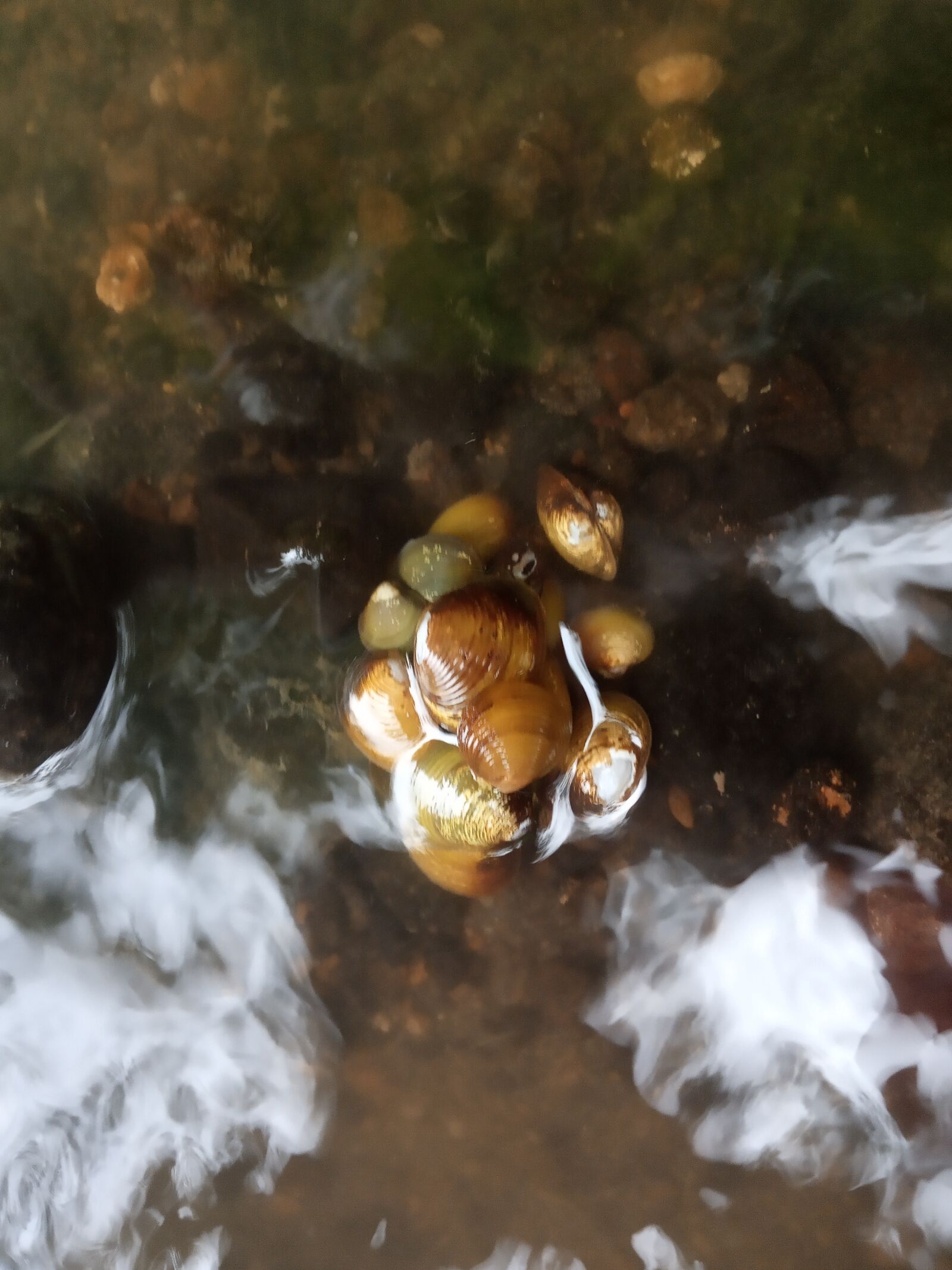 Xiaomi Redmi 6A sample photo. Shell, water, river photography