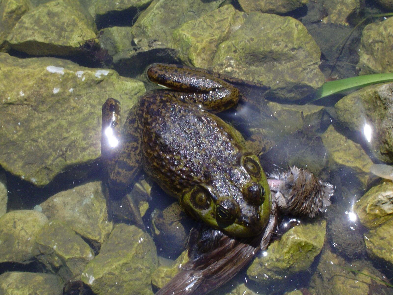 Sony DSC-P72 sample photo. Frog, pond, water photography
