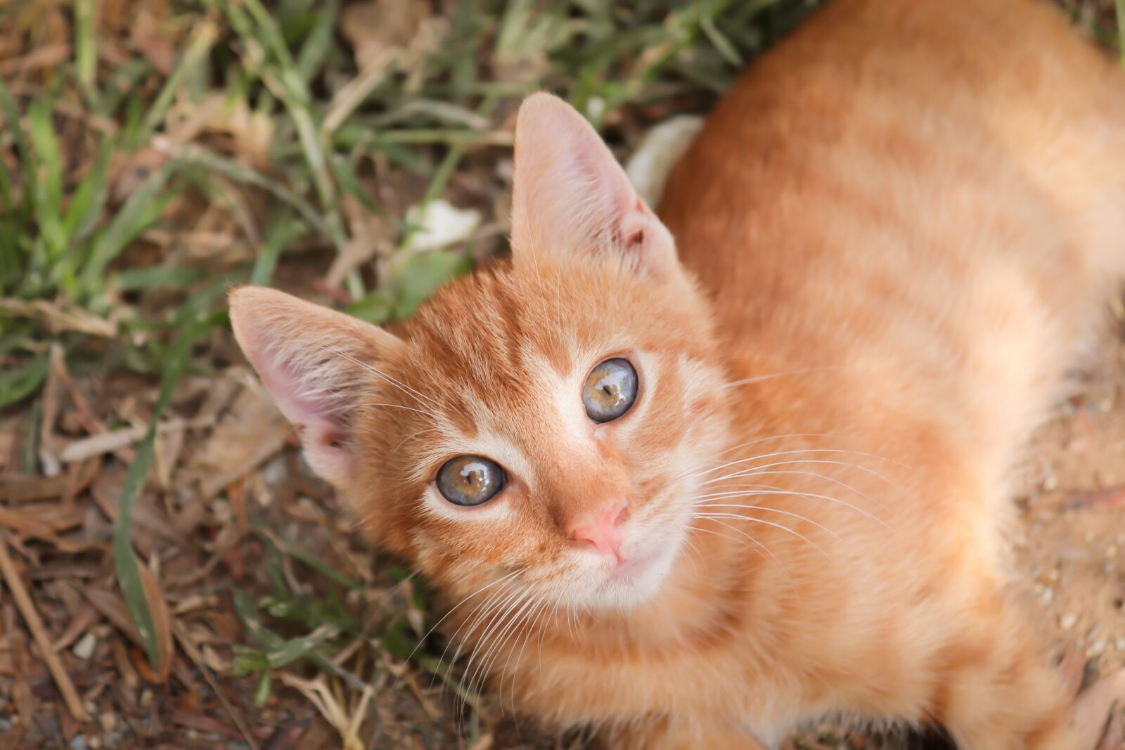 Canon EOS 200D (EOS Rebel SL2 / EOS Kiss X9) sample photo. Cat, small, red photography
