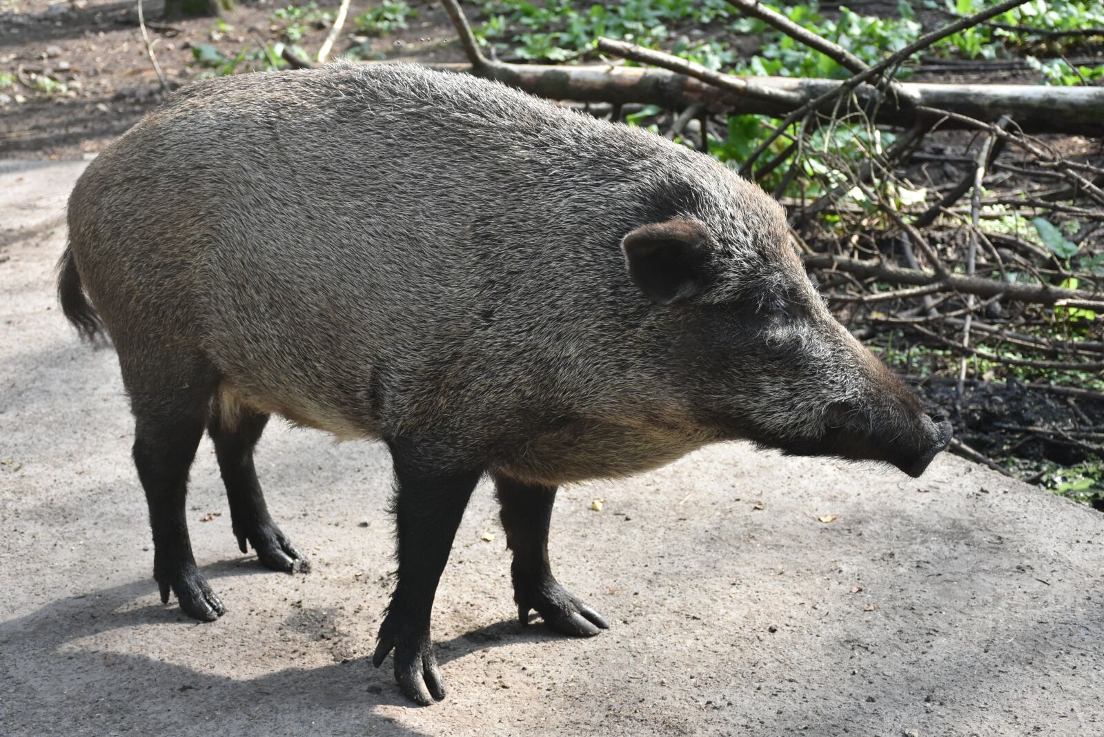 Nikon D7200 sample photo. Wild boar, forest, wild photography